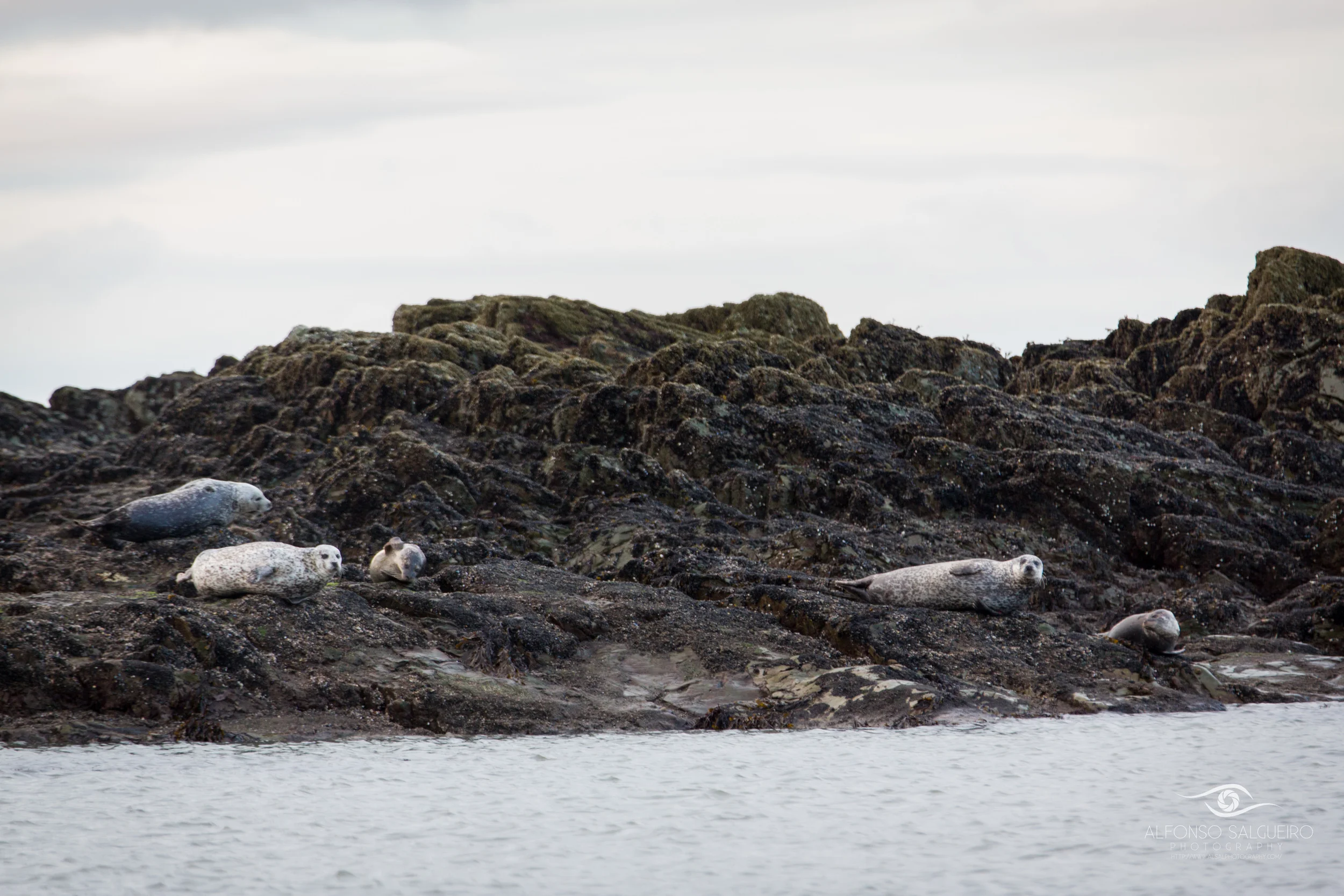Harbour seals resting on a rocky outcrop at Tyrella beach