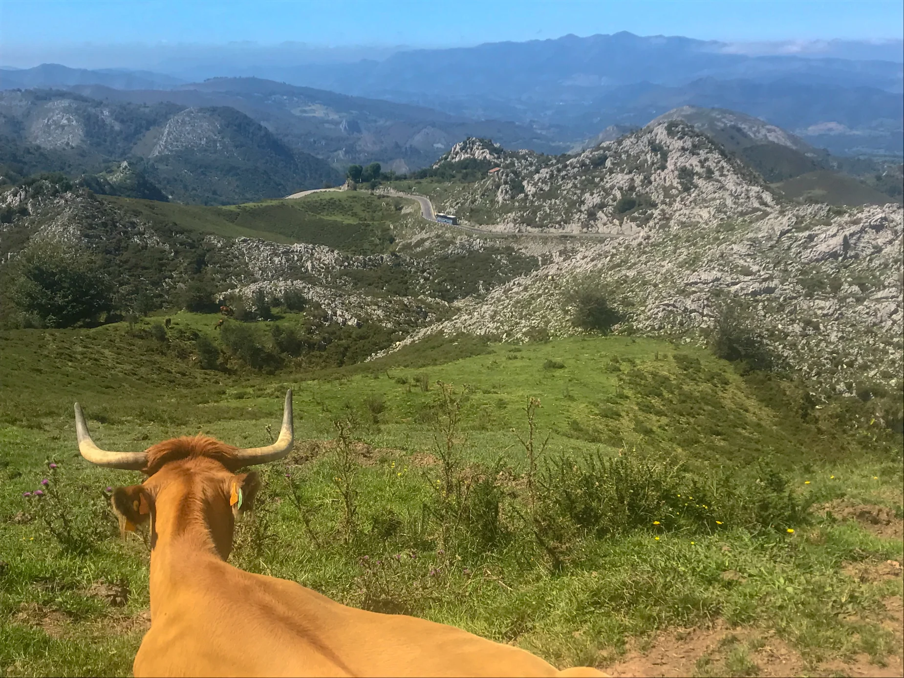 another break and a bull enjoying the view from the ascent