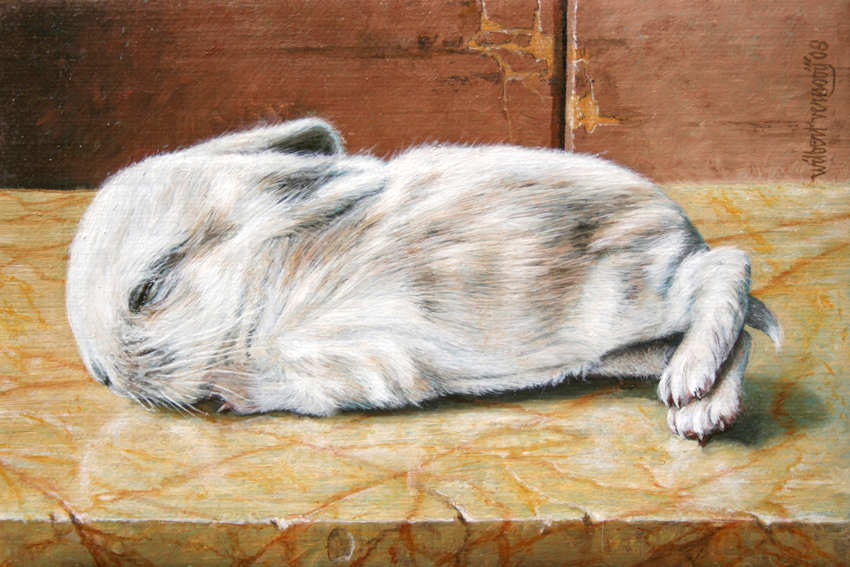 Jong konijntje | Young rabbit