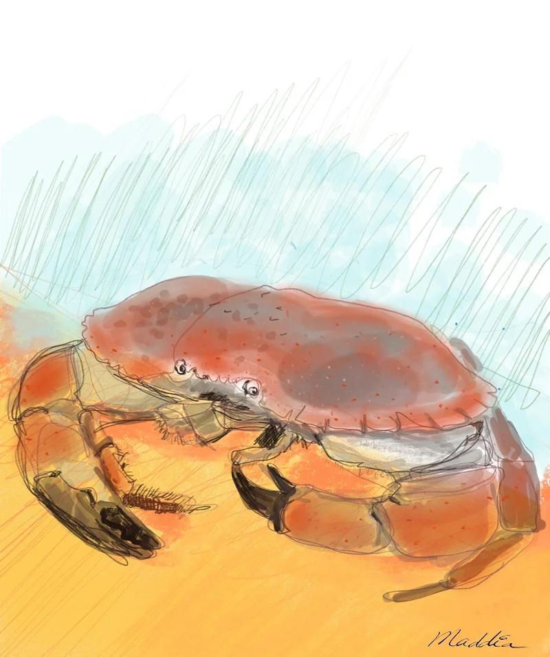 Tourteau_web.jpg