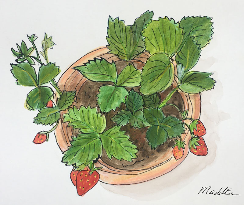 Fraisier de mai Encre et aquarelle. Format 20x25cm. Copyright ADAGP