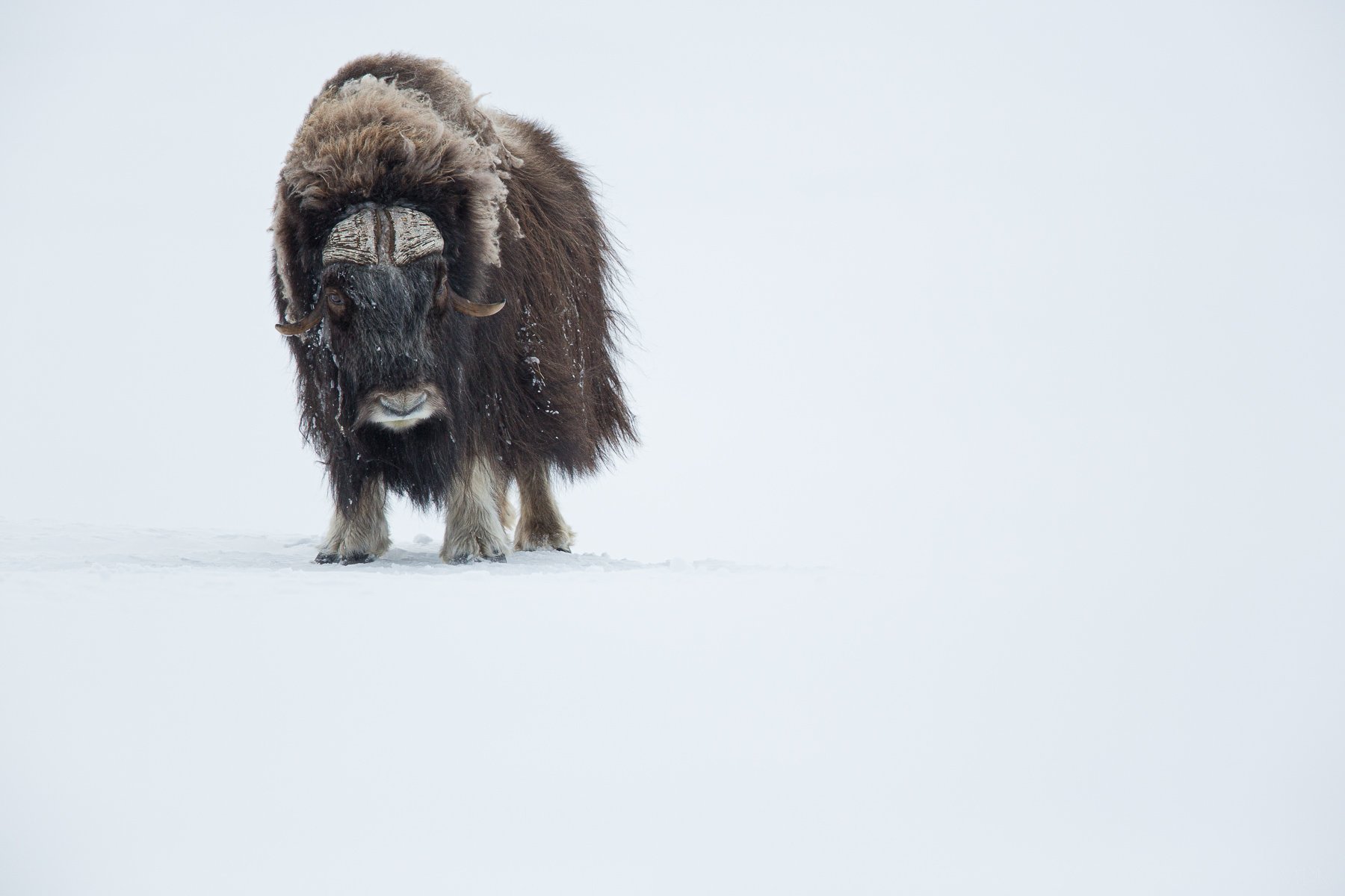  These images were taken while camping amongst a particular group of 8 bull musk oxen one winter in their northern mountain home... 