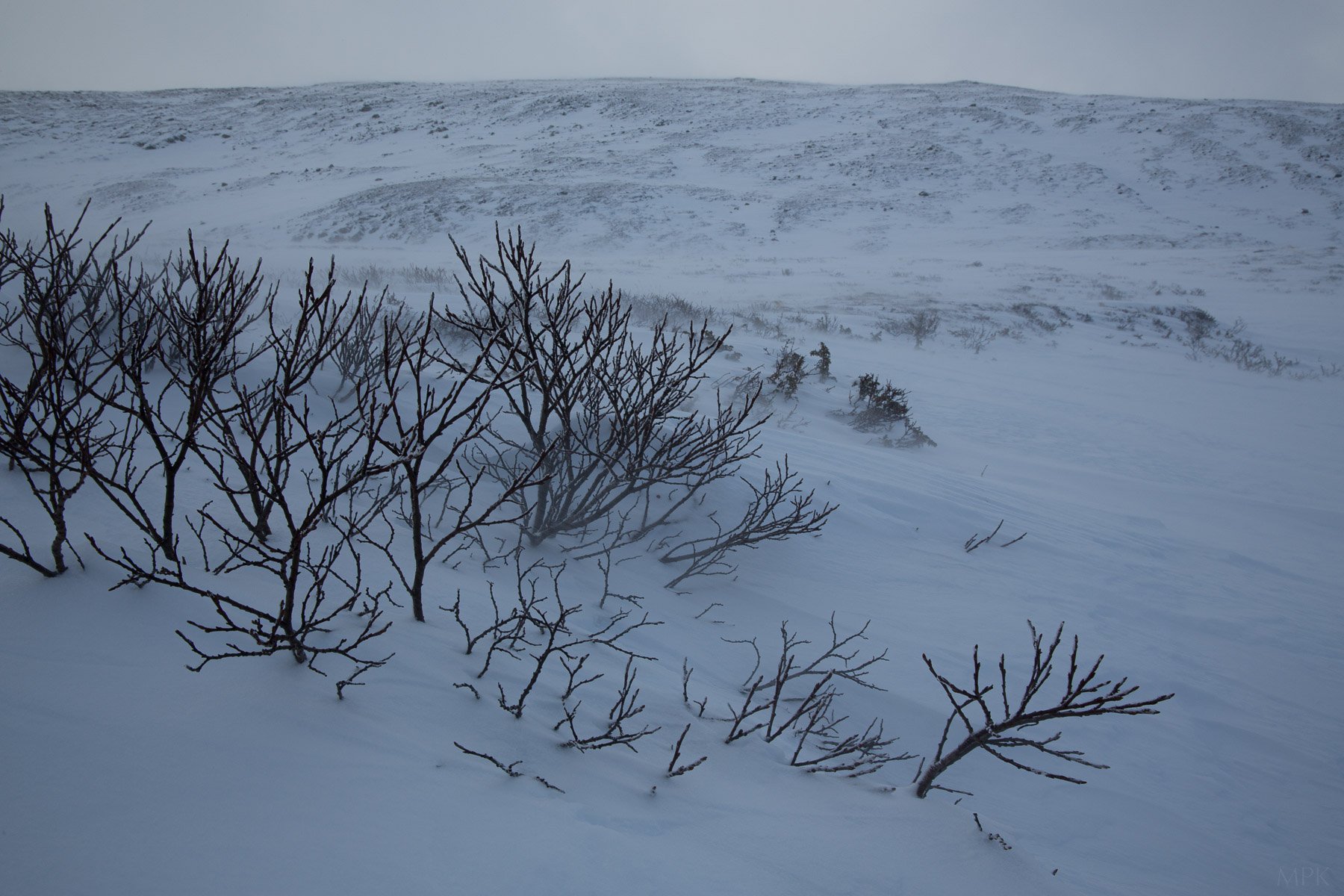 Landscape-Frozen-Harsh-Storm-Matthew-Polvorosa-Kline.jpg