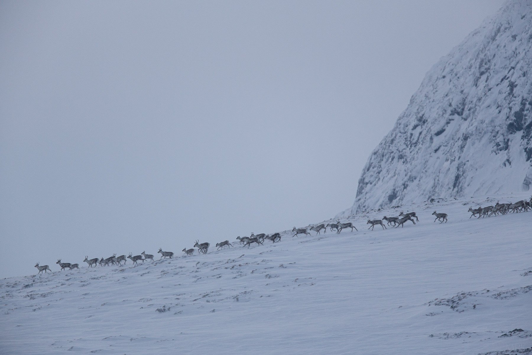 Wild-Reindeer-Norway-Caribou-Mountains-Matthew-Polvorosa-Kline.jpg