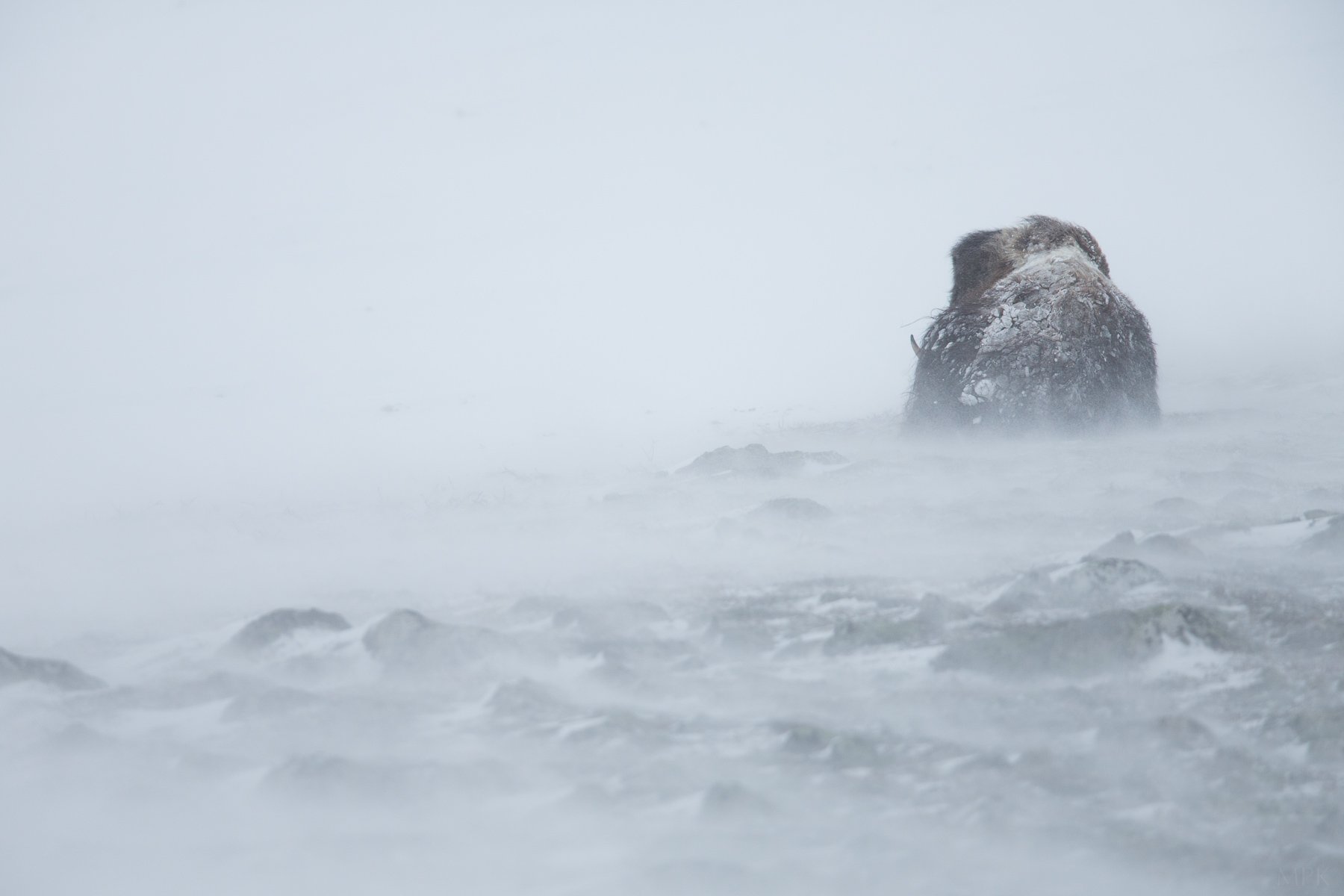 Musk-Ox-Storm-Ice-Tough-Mountains-Matthew-Polvorosa-Kline.jpg