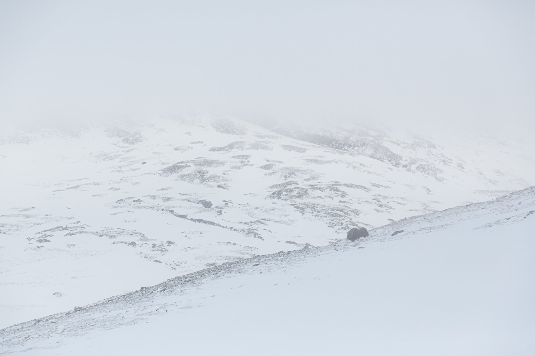 Musk-Ox-Winter-Mountains-Scandinavia-Matthew-Polvorosa-Kline.jpg