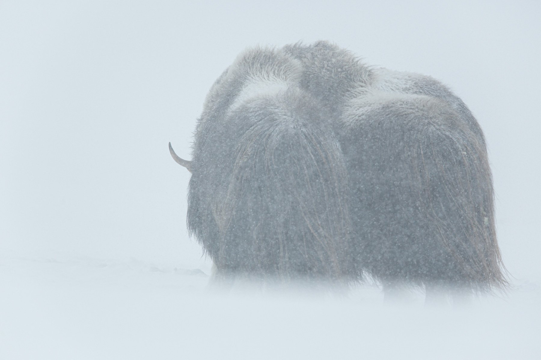 Musk-Oxen-Winter-Snowing-White-Nature-Norway-Matthew-Polvorosa-Kline.jpg