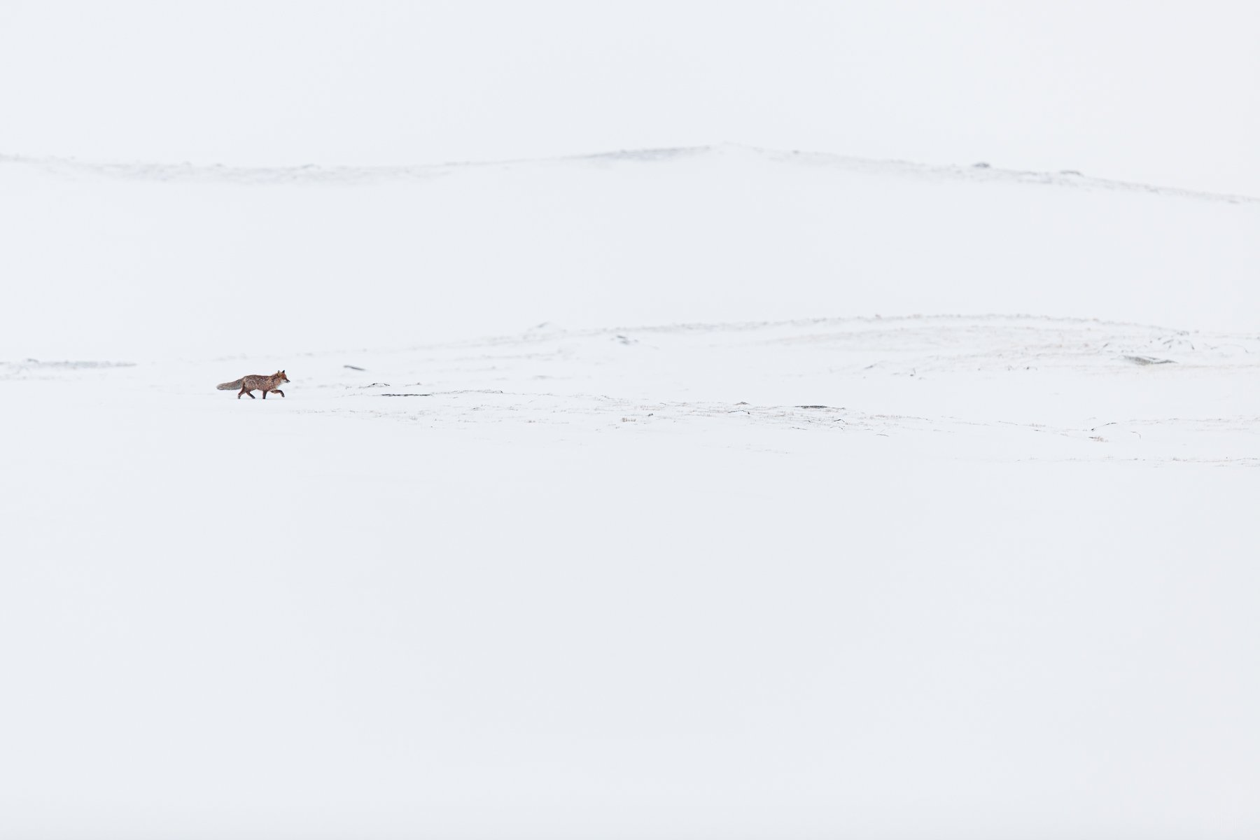 Fox-Solitude-Scandinavia-Winter-Matthew-Polvorosa-Kline.jpg