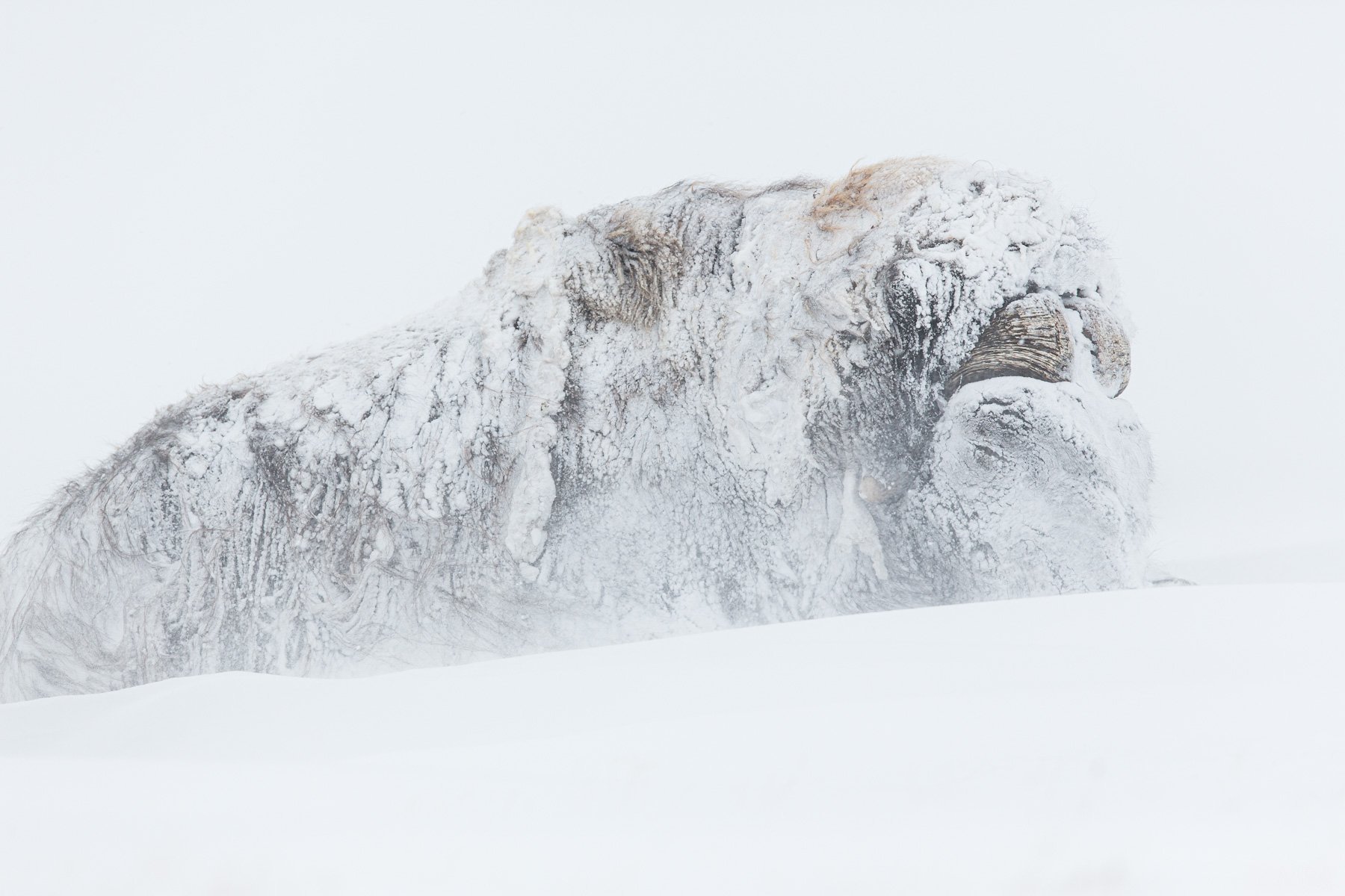 Muxk-Ox-Frozen-Snow-Scandinavia-Winter-Matthew-Polvorosa-Kline.jpg