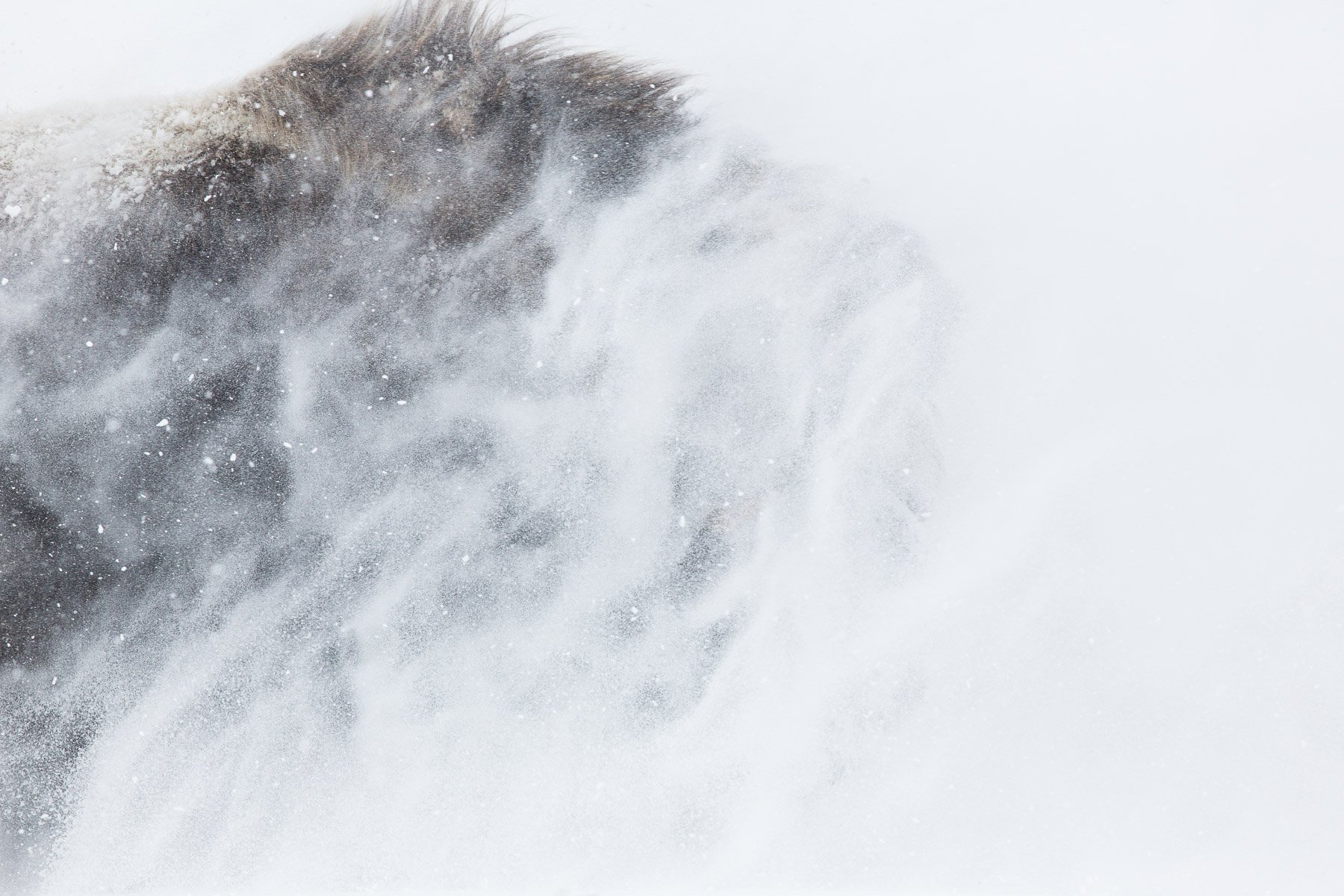 Muxk-Ox-Ice-Snow-Harsh-Nature-Survival-Winter-Matthew-Polvorosa-Kline.jpg