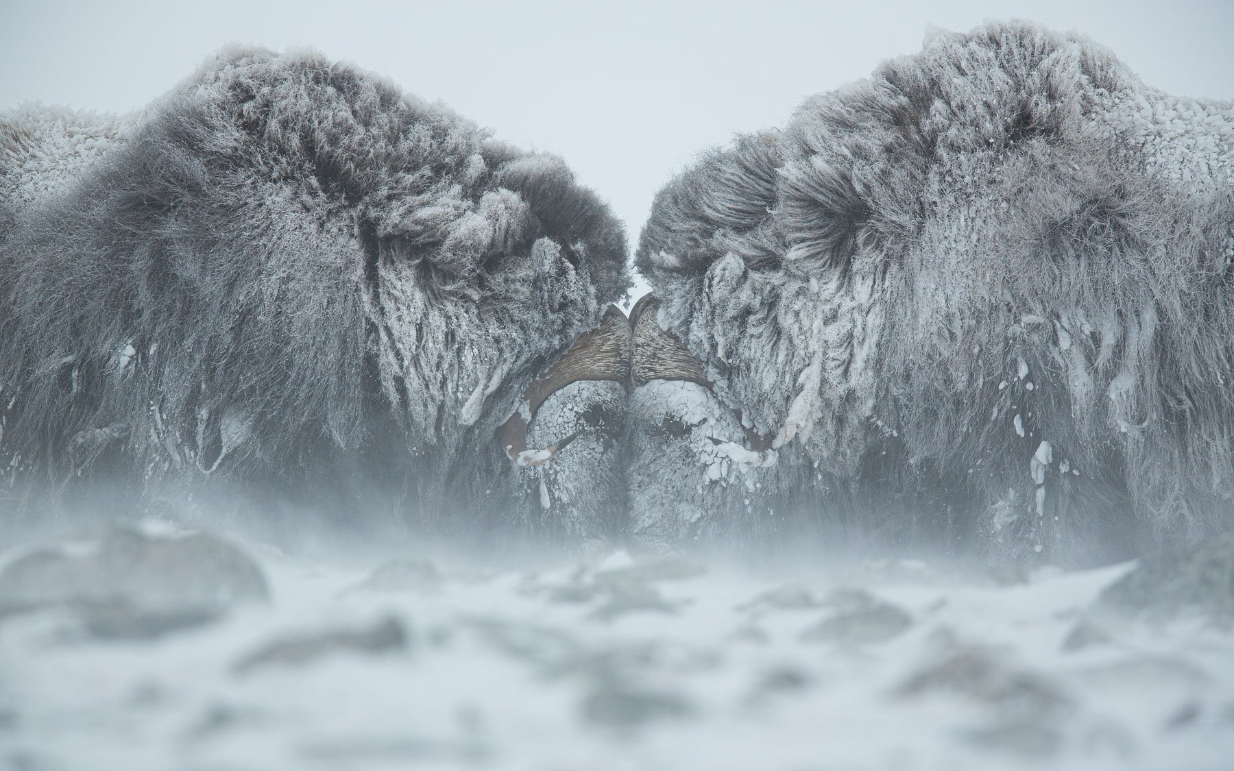 Musk-Oxen-Duel-Snow-Award-Winning-Wildlife-Photography-Matthew-Polvorosa-Kline.jpg