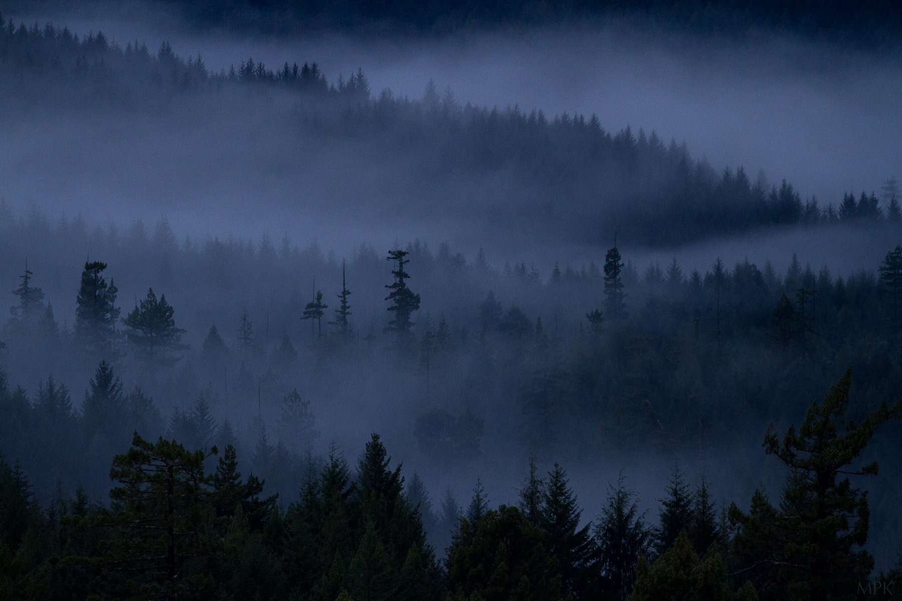 Redwood-Forest-Fog-California-Coast-Epic-Matthew-Polvorosa-Kline.jpg