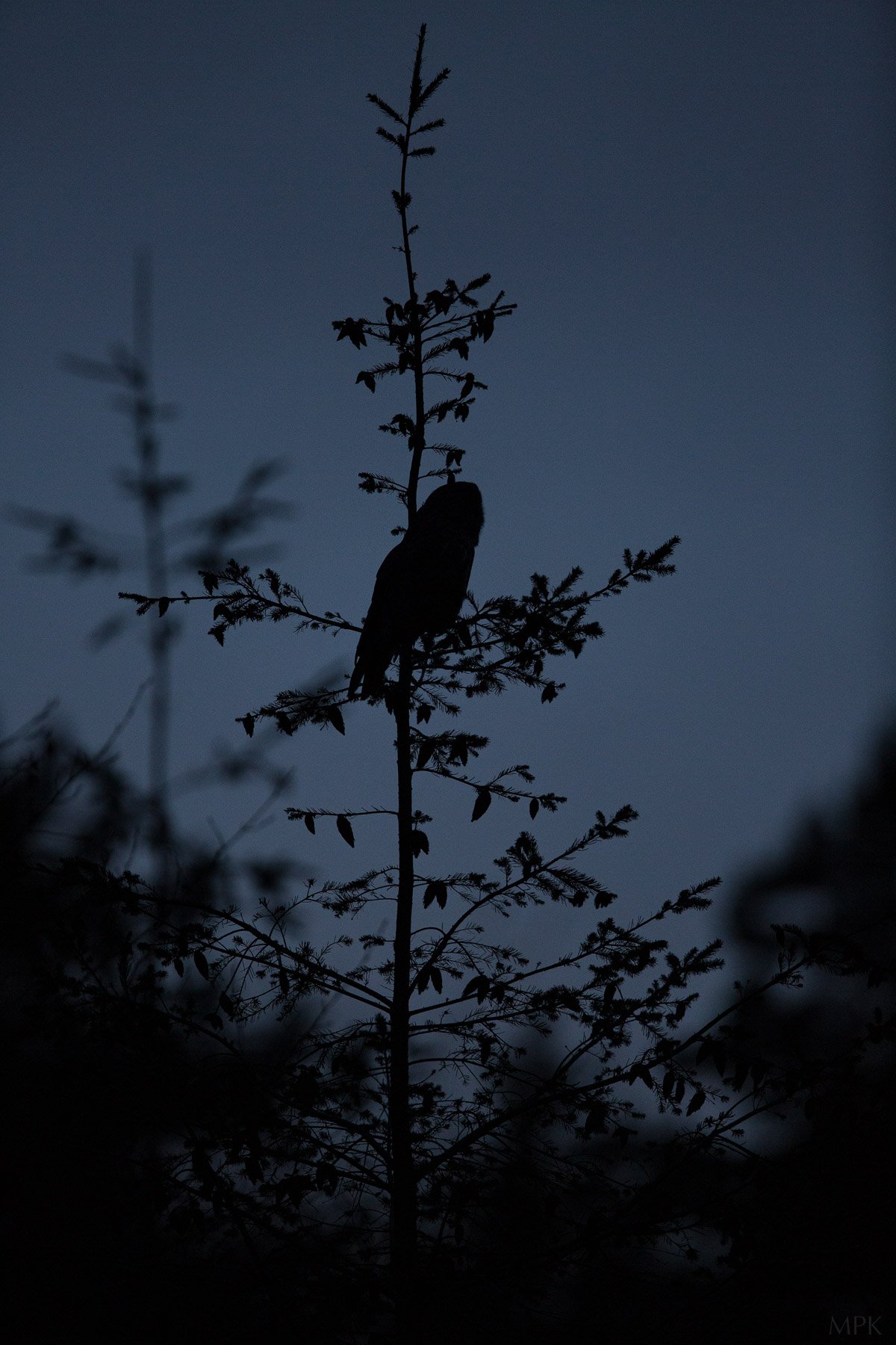 Great-Gray-Owl-Tall-Tree-Dark-Matthew-Polvorosa-Kline.jpg