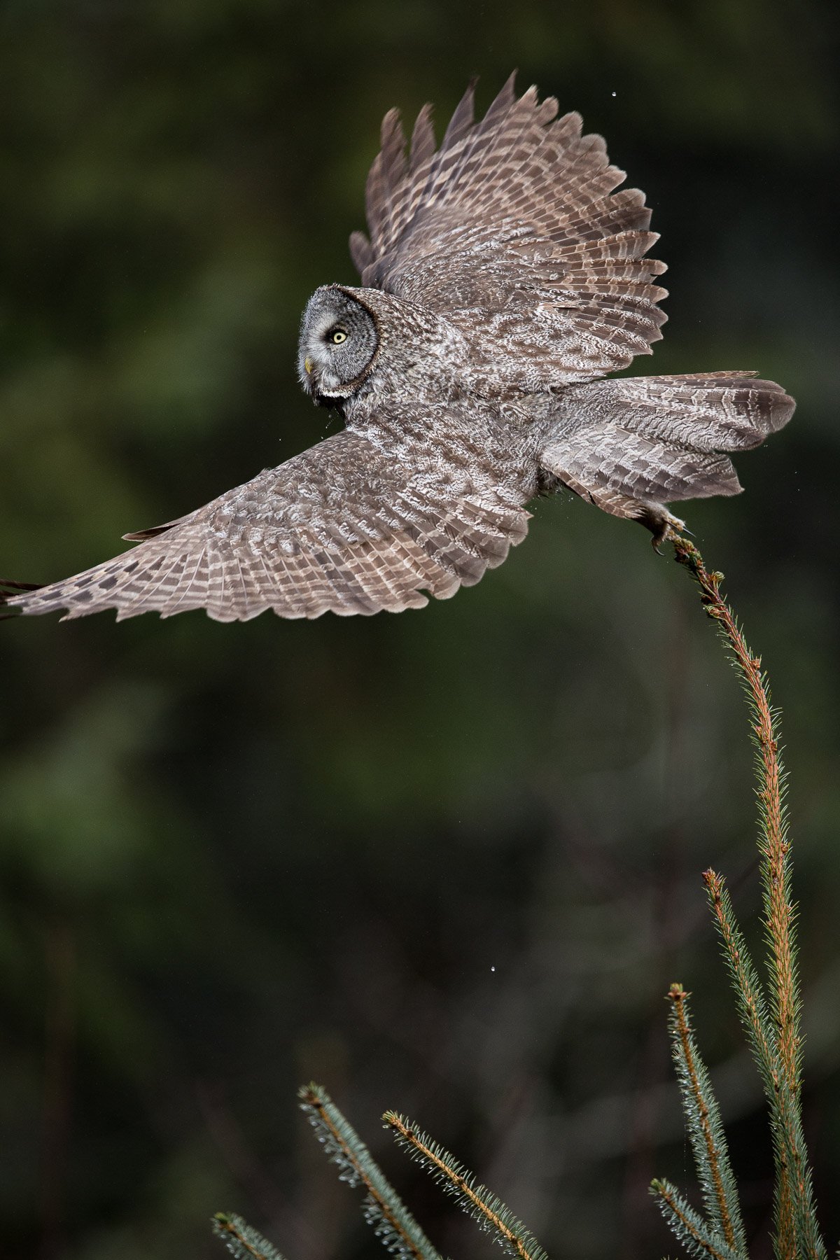 Great-Gray-Owl-Hunter-Flight-Focus-Matthew-Polvorosa-Kline.jpg