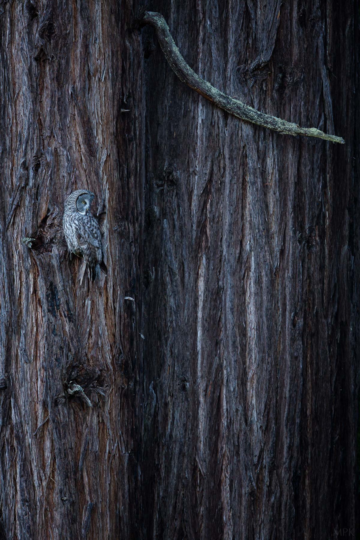Great-Gray-Owl-Redwood-Tree-Award-Winner-Wildlife-Photography-Matthew-Polvorosa-Kline.jpg