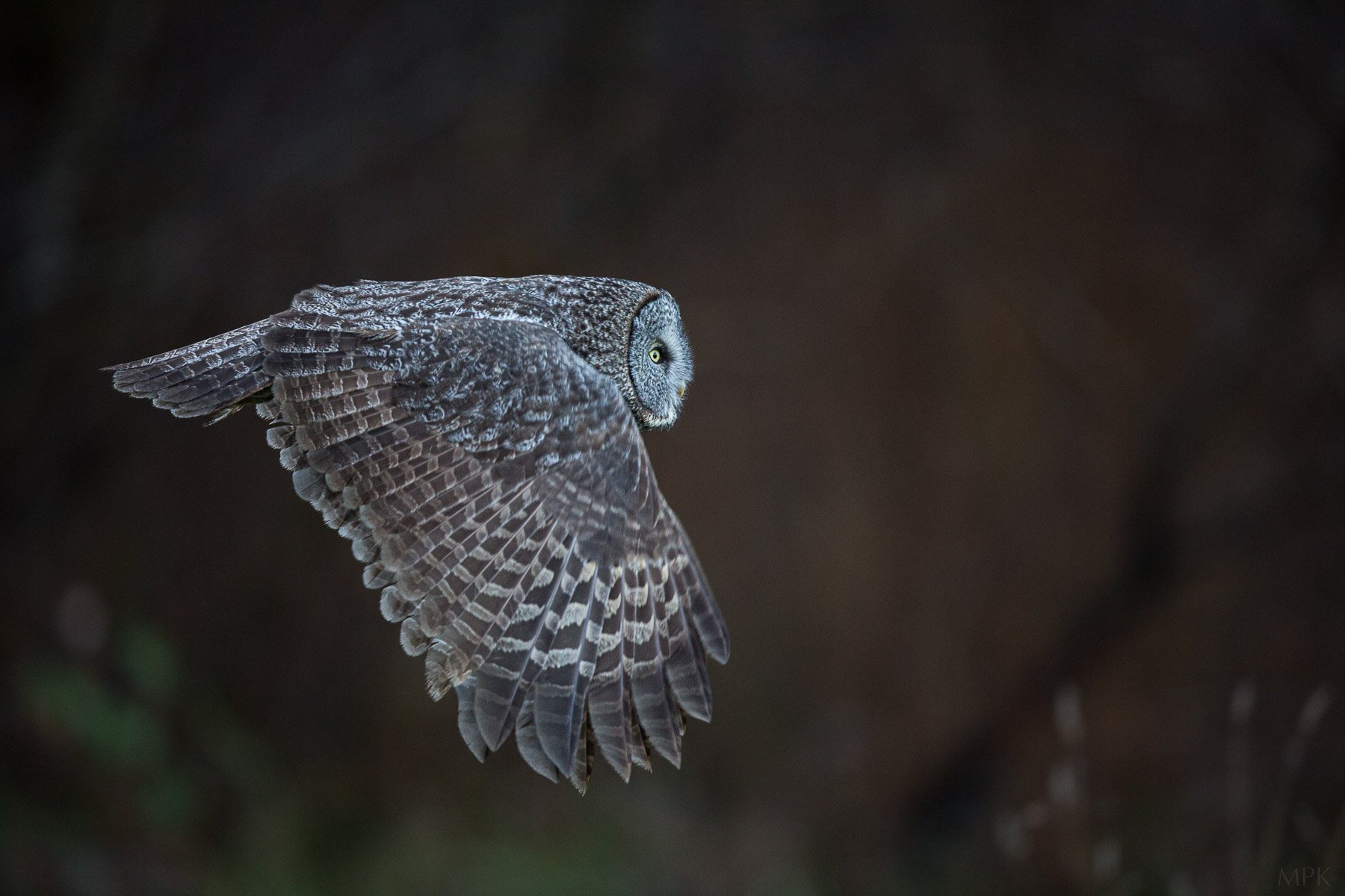 Great-Gray-Owl-Bird-Prey-Flight-Photography-Matthew-Polvorosa-Kline.jpg