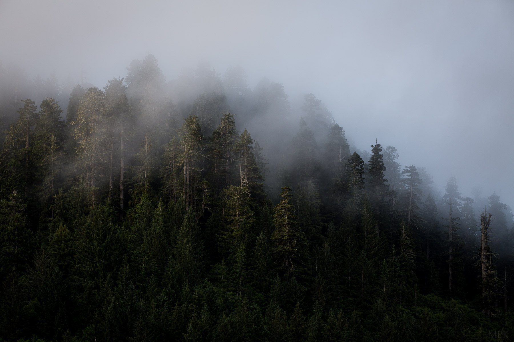 Fog-Redwood-Trees-Coast-California-Matthew-Polvorosa-Kline.jpg