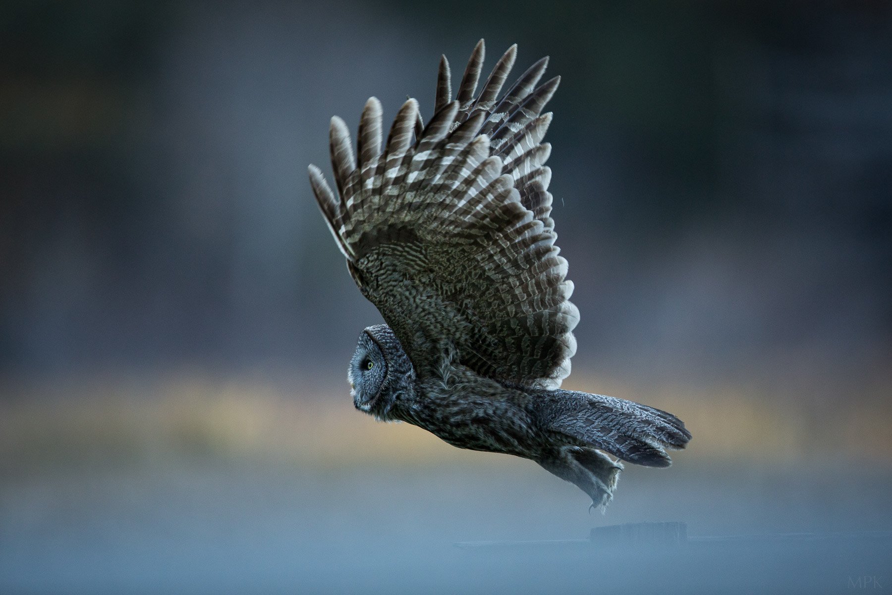 Great-Gray-Owl-Ghost-Forest-Wings-Beautiful-Matthew-Polvorosa-Kline.jpg