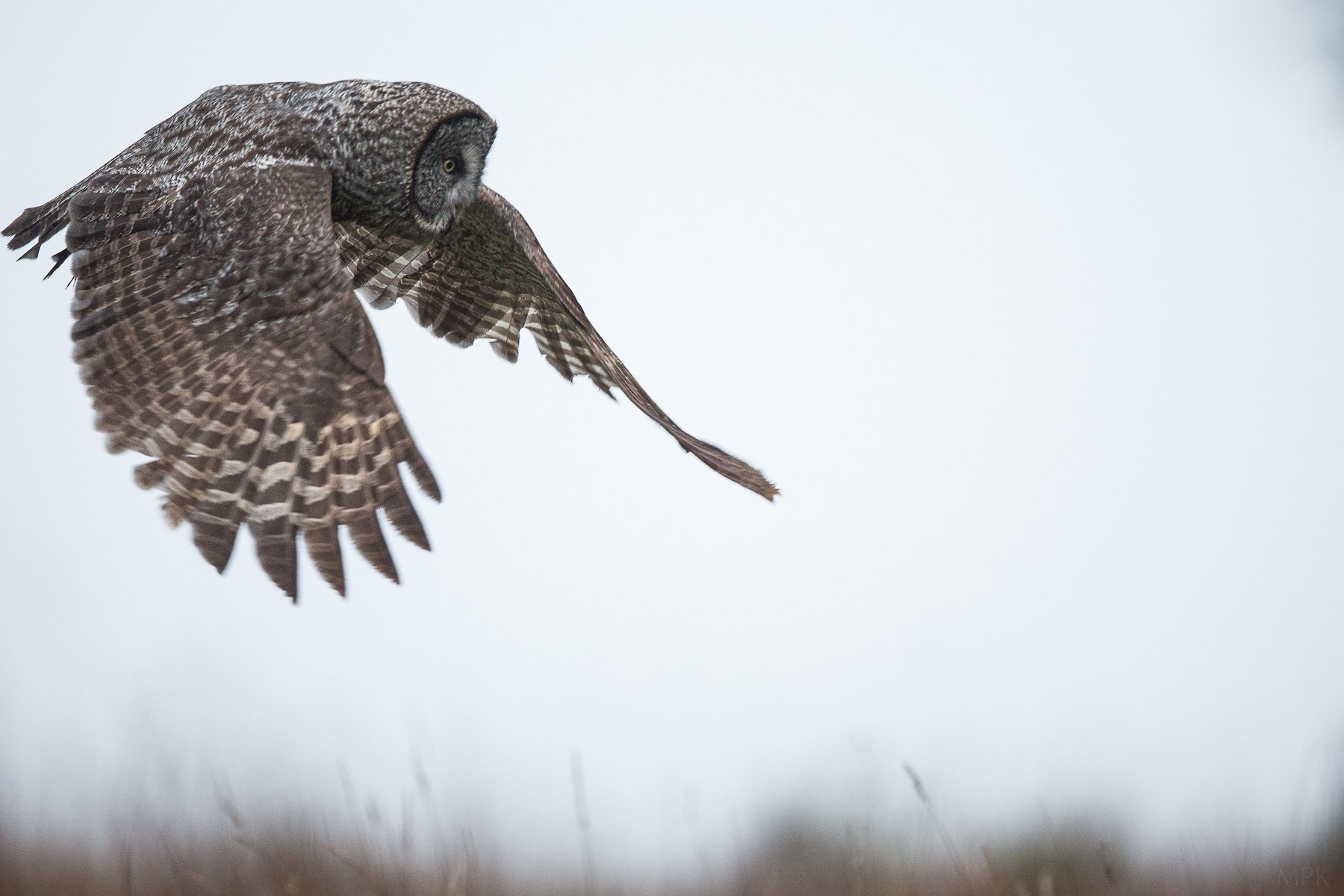 Great-Gray-Owl-Silent-Wings-Sky-Flying-Stalking-Matthew-Polvorosa-Kline.jpg
