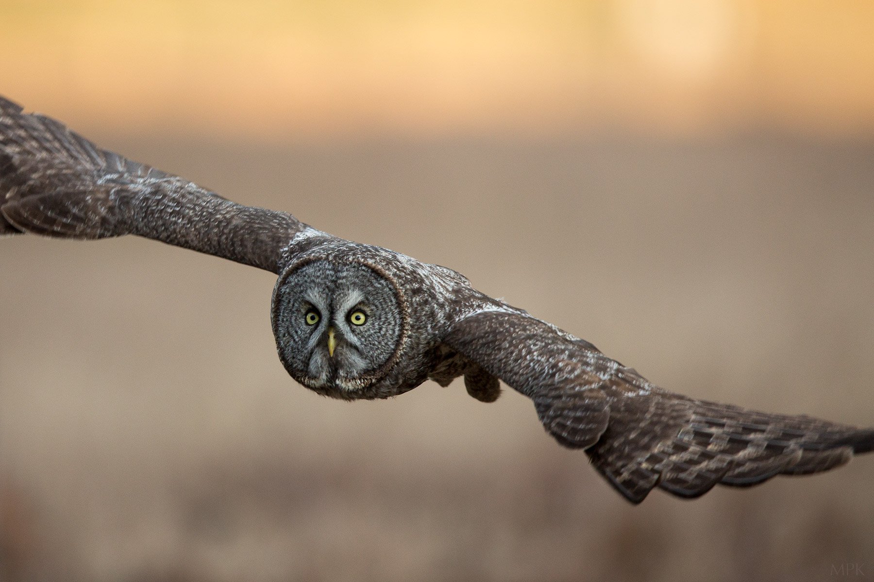 Great-Gray-Owl-Focus-Close-Flying-Perfection-Matthew-Polvorosa-Kline.jpg