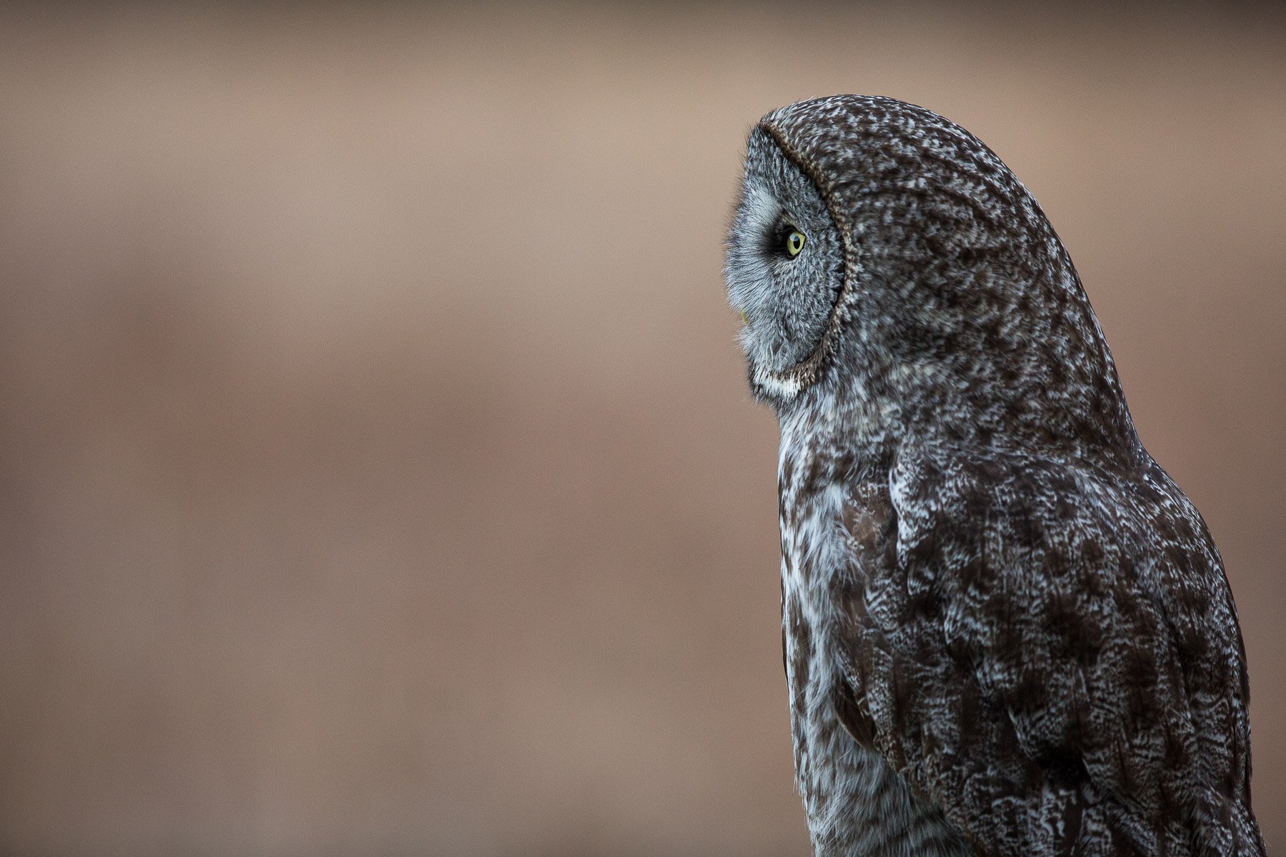 Great-Gray-Owl-Focus-Close-Details-Majestic-Matthew-Polvorosa-Kline.jpg