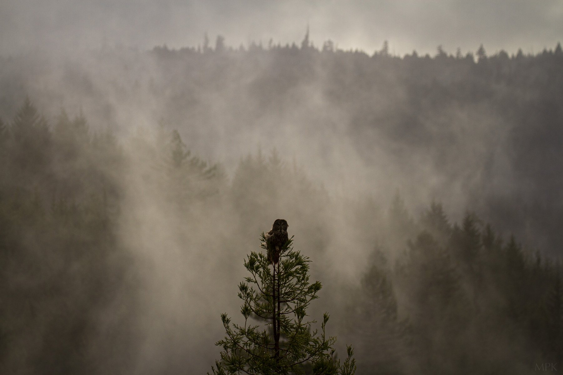 Great-Gray-Owl-Redwood-Forest-Fog-Matthew-Polvorosa-Kline.jpg