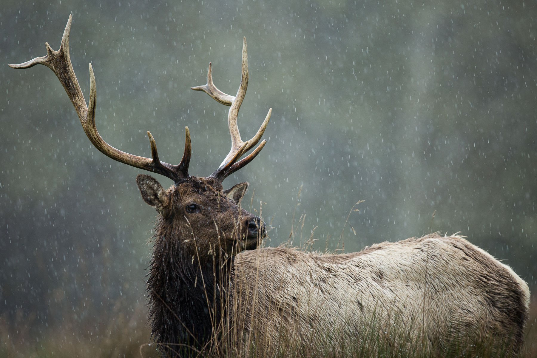 Roosevelt-Elk-Antlers-Bull-Rain-Storm-Close-Matthew-Polvorosa-Kline.jpg