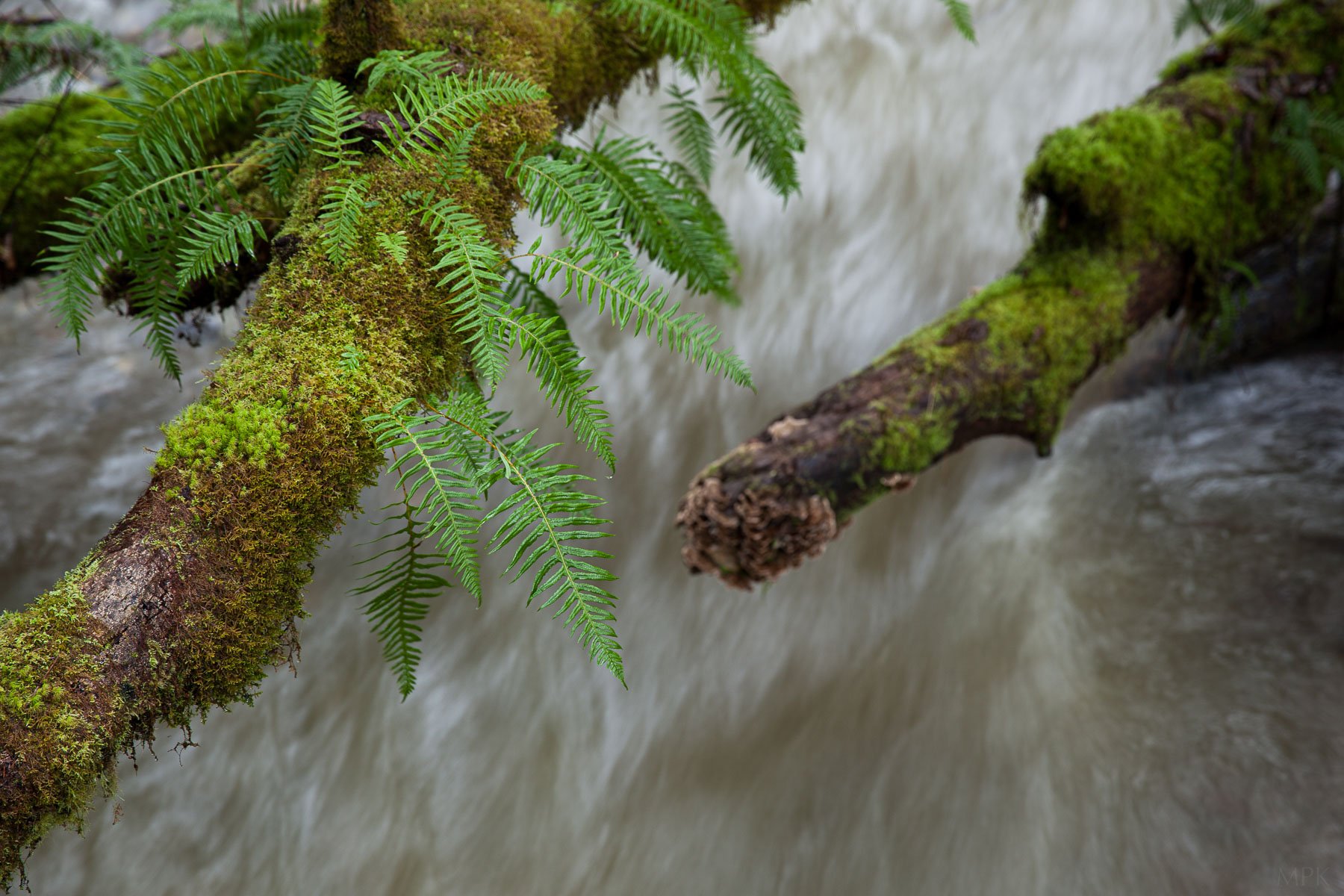 Rain-Stream-Creek-Redwoods-Ferns-Moss-Water-Matthew-Polvorosa-Kline.jpg