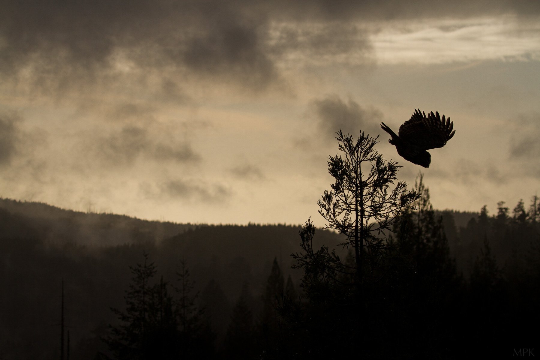 Great-Gray-Owl-Sky-View-Forest-Matthew-Polvorosa-Kline.jpg