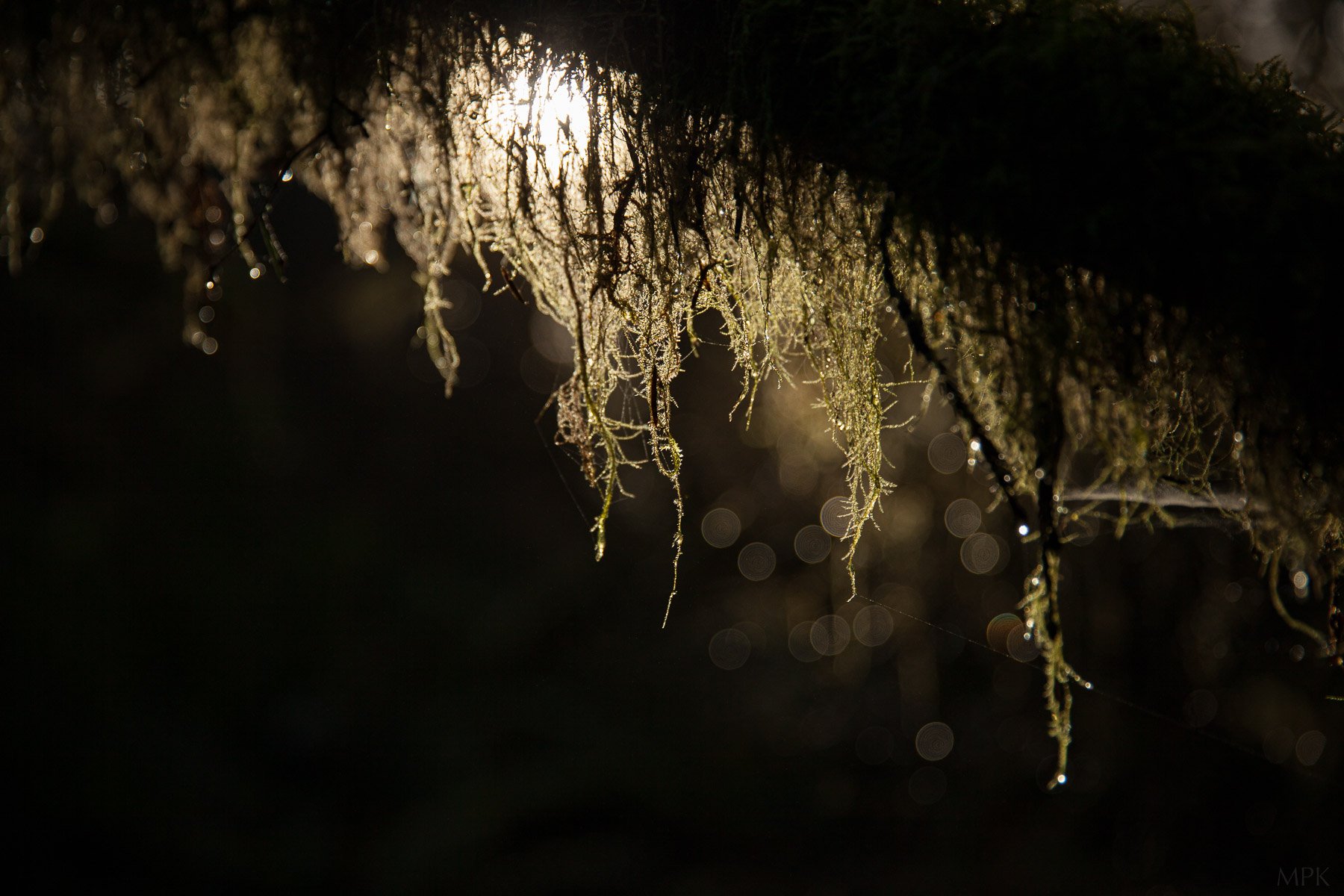 Lichen-Detail-Sun-Light-Rain-Drops-Matthew-Polvorosa-Kline.jpg