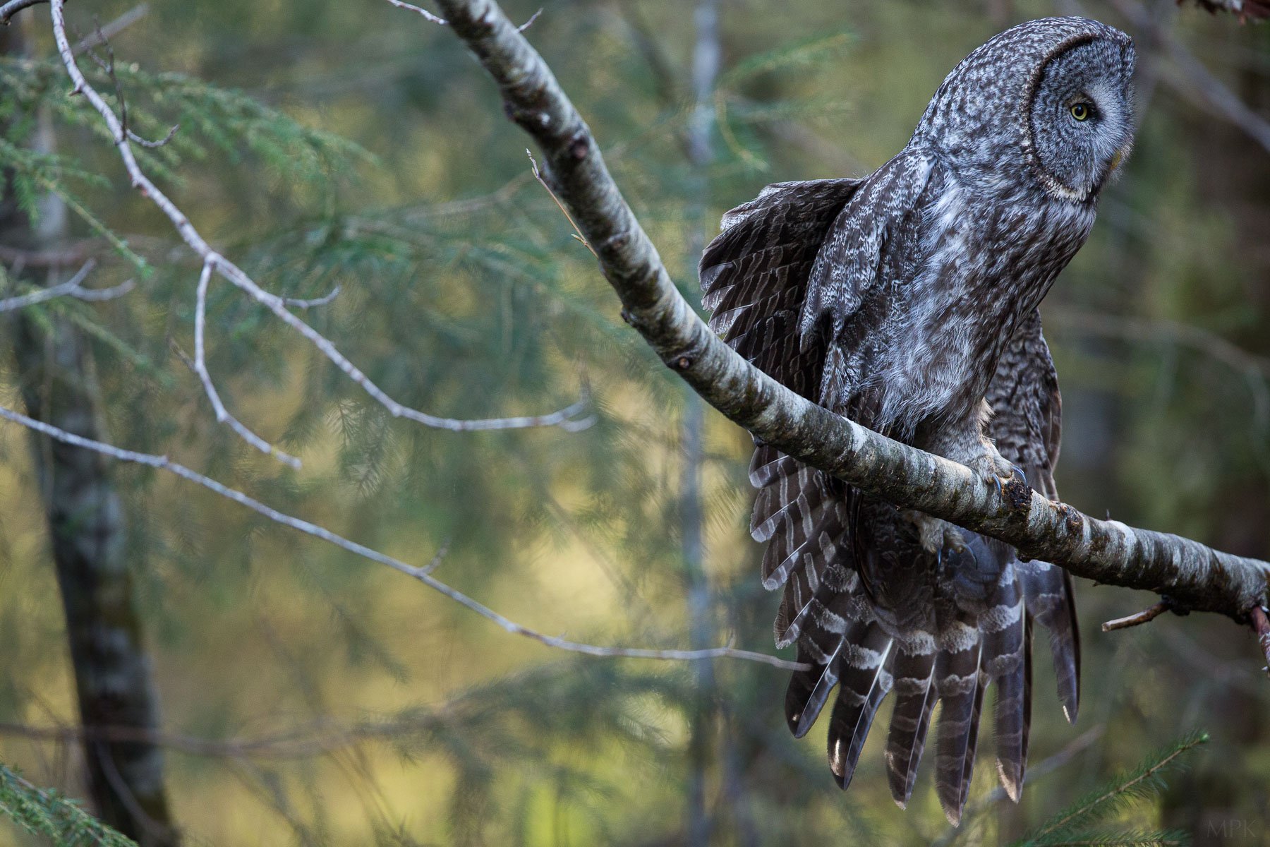 Great-Gray-Owl-Stretch-Wings-Preening-Feathers-Rest-Close-Matthew-Polvorosa-Kline.jpg
