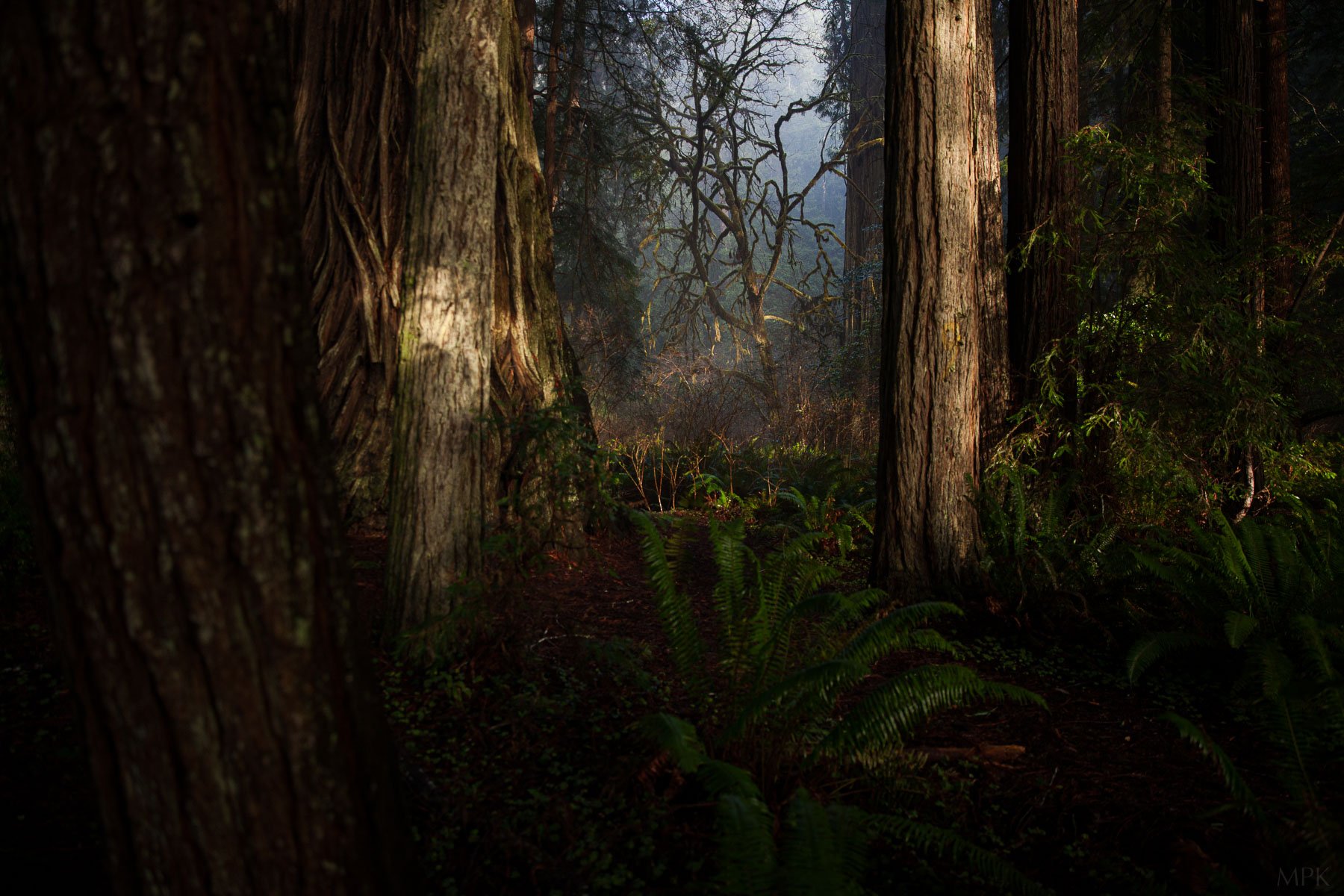 Redwood-Forest-Light-Shadow-Moody-Matthew-Polvorosa-Kline.jpg