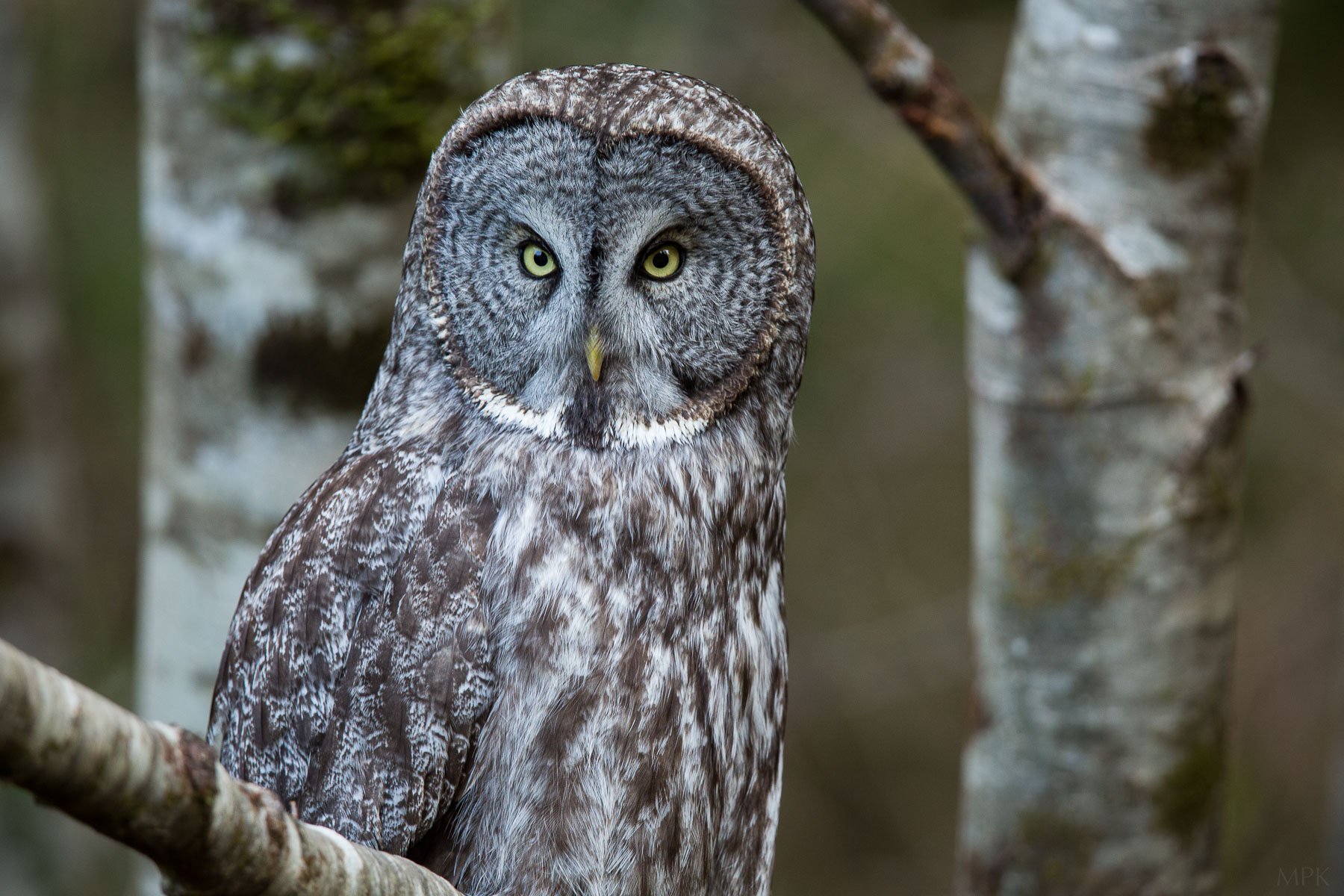 Great-Gray-Owl-Forest-Close-Stare-Eyes-Friend-Matthew-Polvorosa-Kline.jpg