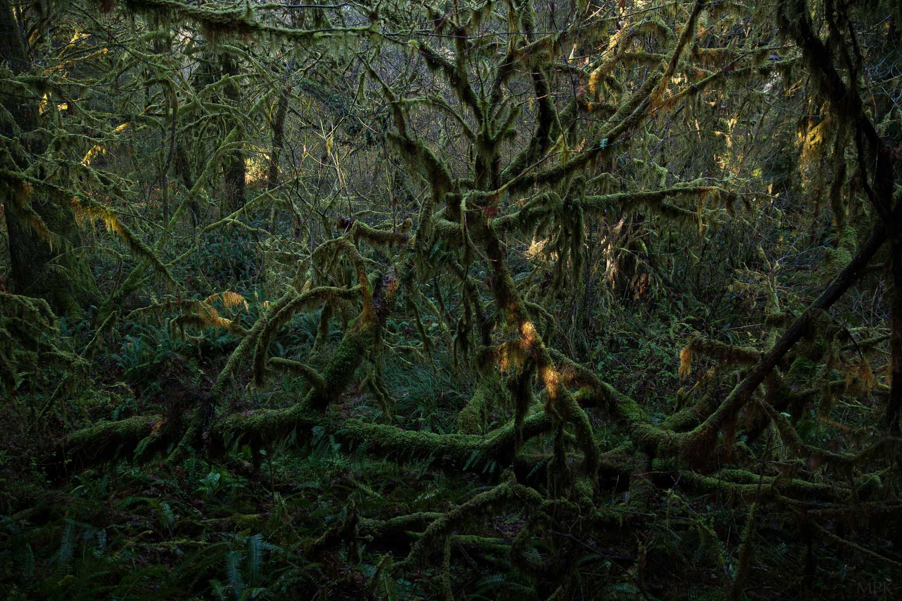 Old-Growth-Forest-Green-Lush-Moss-Trees-Matthew-Polvorosa-Kline.jpg