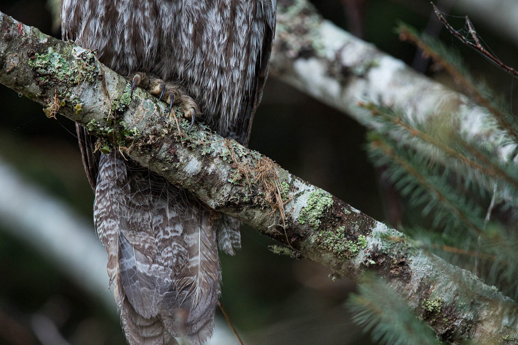 Great-Gray-Owl-Talons-Close-Details-Matthew-Polvorosa-Kline.jpg