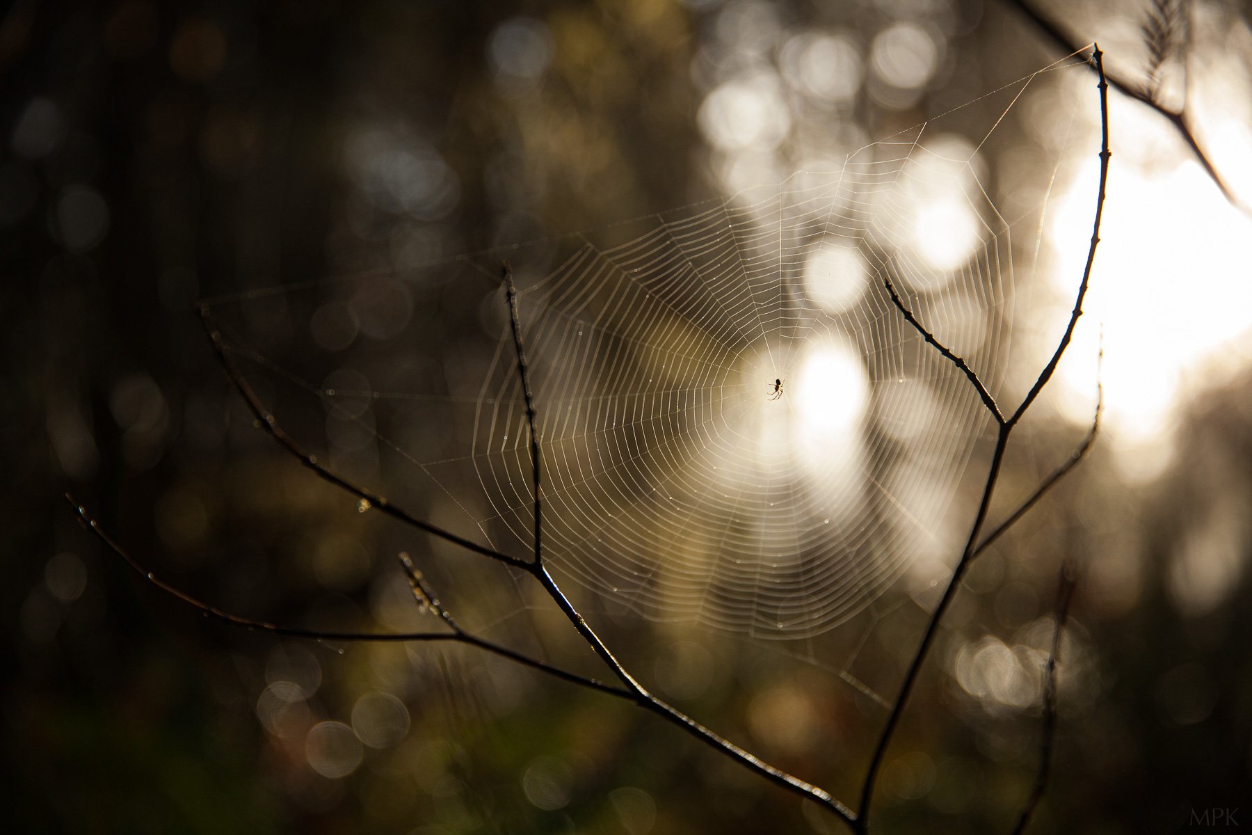 Spider-Web-Details-Matthew-Polvorosa-Kline.jpg