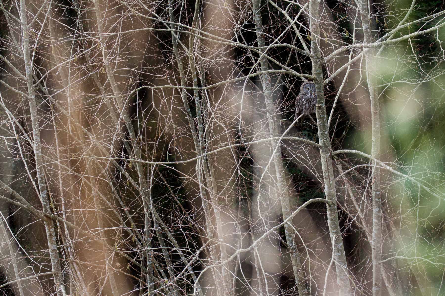 Great-Gray-Owl-Camouflage-Ghost-Forest-Trees-Matthew-Polvorosa-Kline.jpg