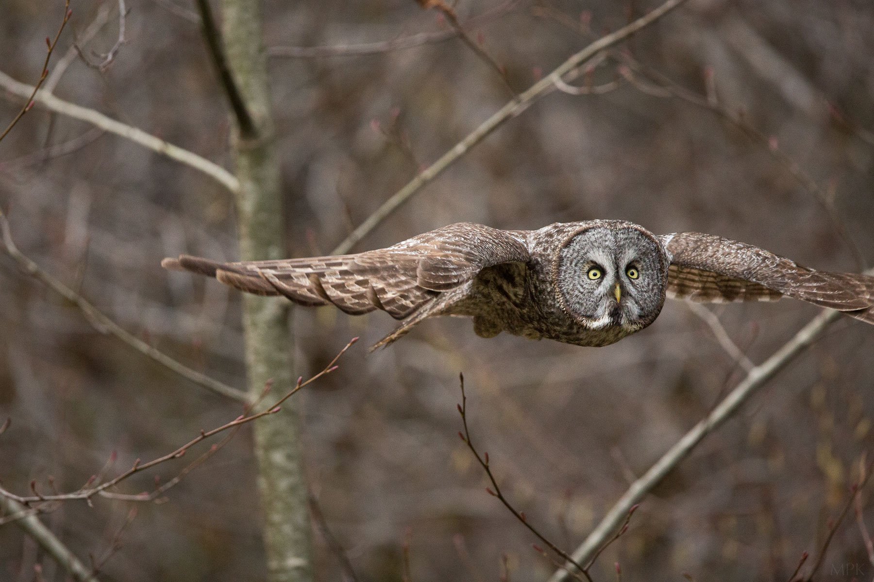 Great-Gray-Owl-Camouflage-Ghost-Predator-Hunt-Matthew-Polvorosa-Kline.jpg