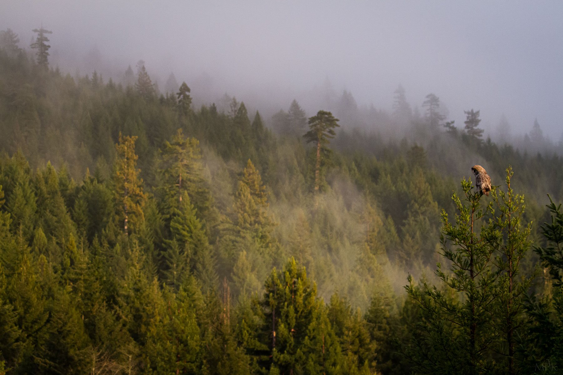 Great-Gray-Owl-Forest-Fog-High-Perch-Matthew-Polvorosa-Kline.jpg