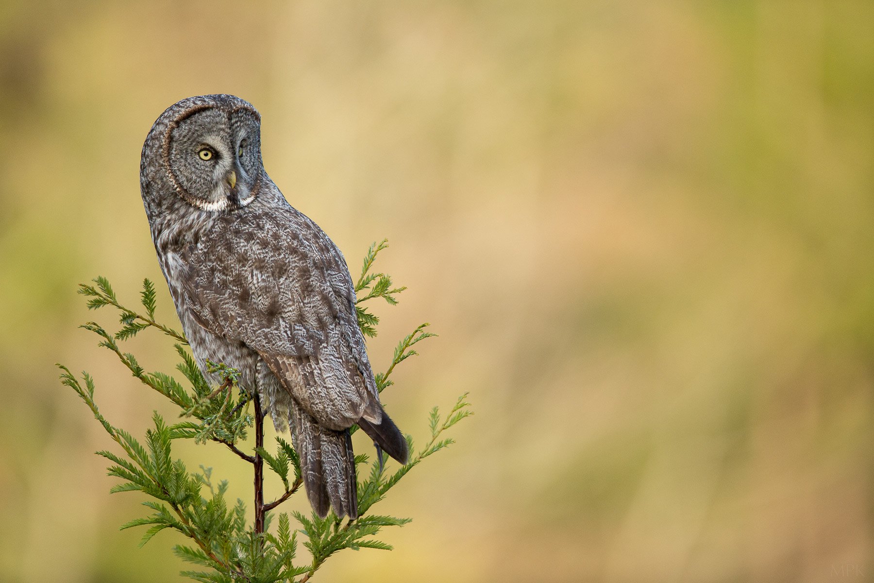 Great-Gray-Owl-Sun-Light-High-Perch-Matthew-Polvorosa-Kline.jpg