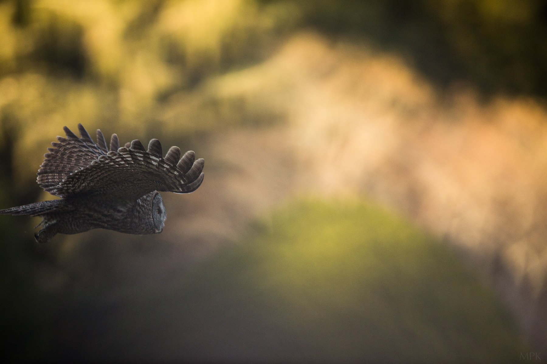 Great-Gray-Owl-Sun-Light-Flying-Matthew-Polvorosa-Kline.jpg