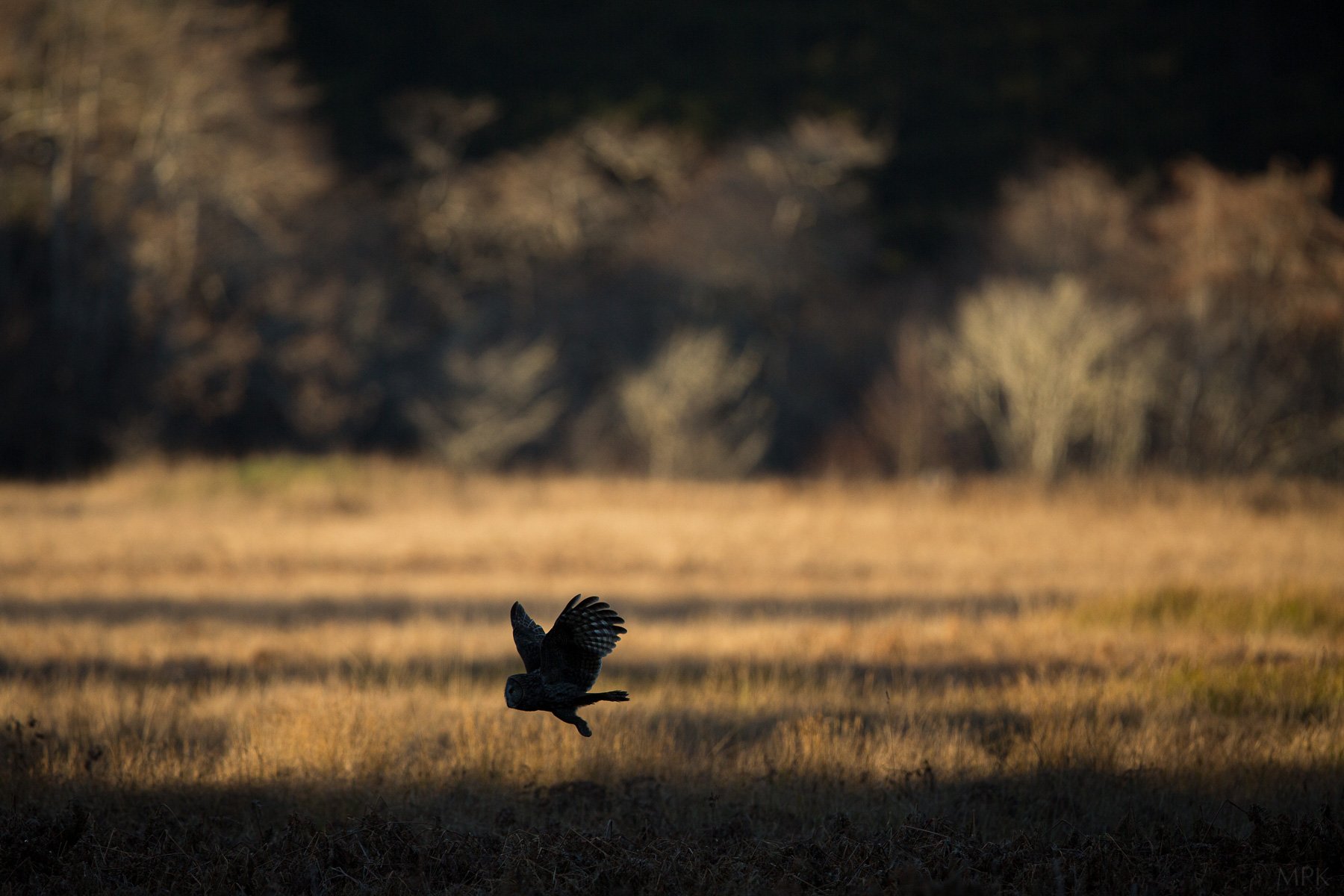 Great-Gray-Owl-Sun-Light-Meadow-Hunting-Matthew-Polvorosa-Kline.jpg