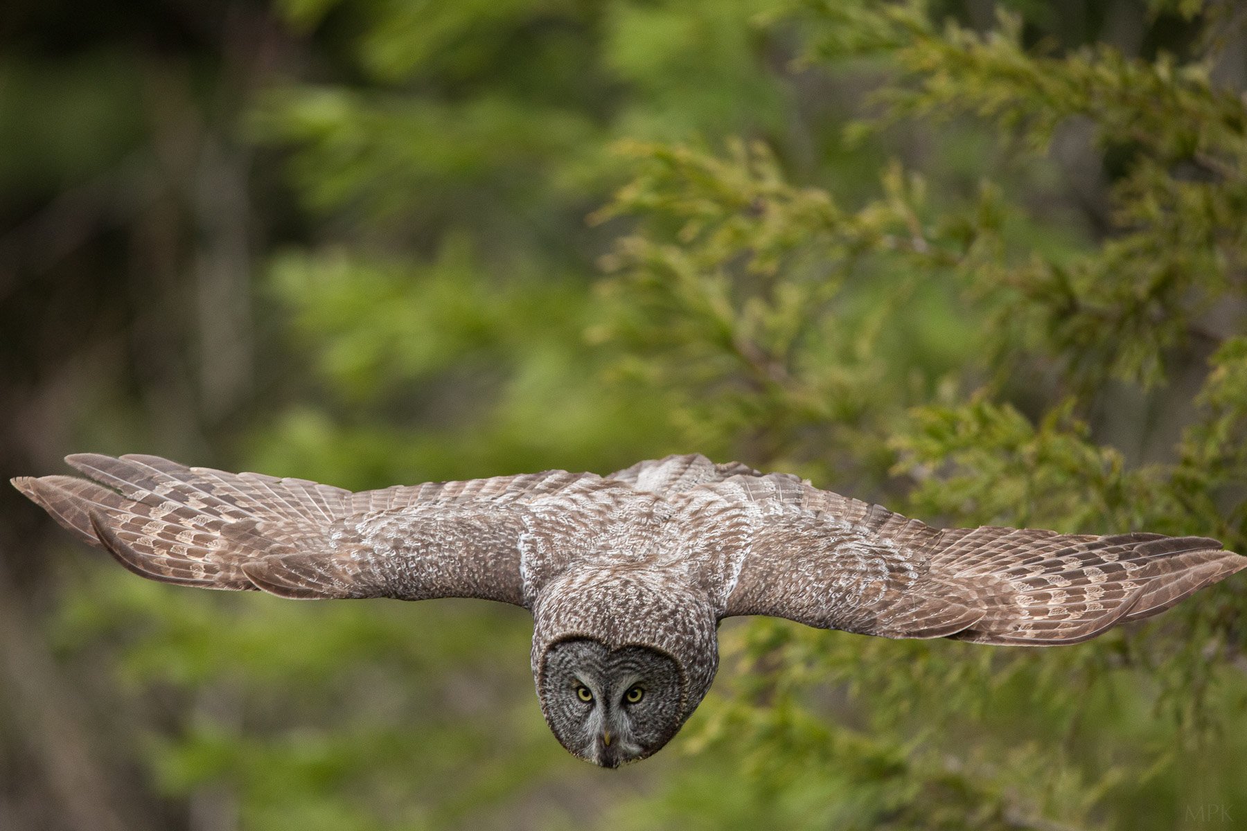 Great-Gray-Owl-Gliding-Hunting-Silent-Ghost-Matthew-Polvorosa-Kline.jpg
