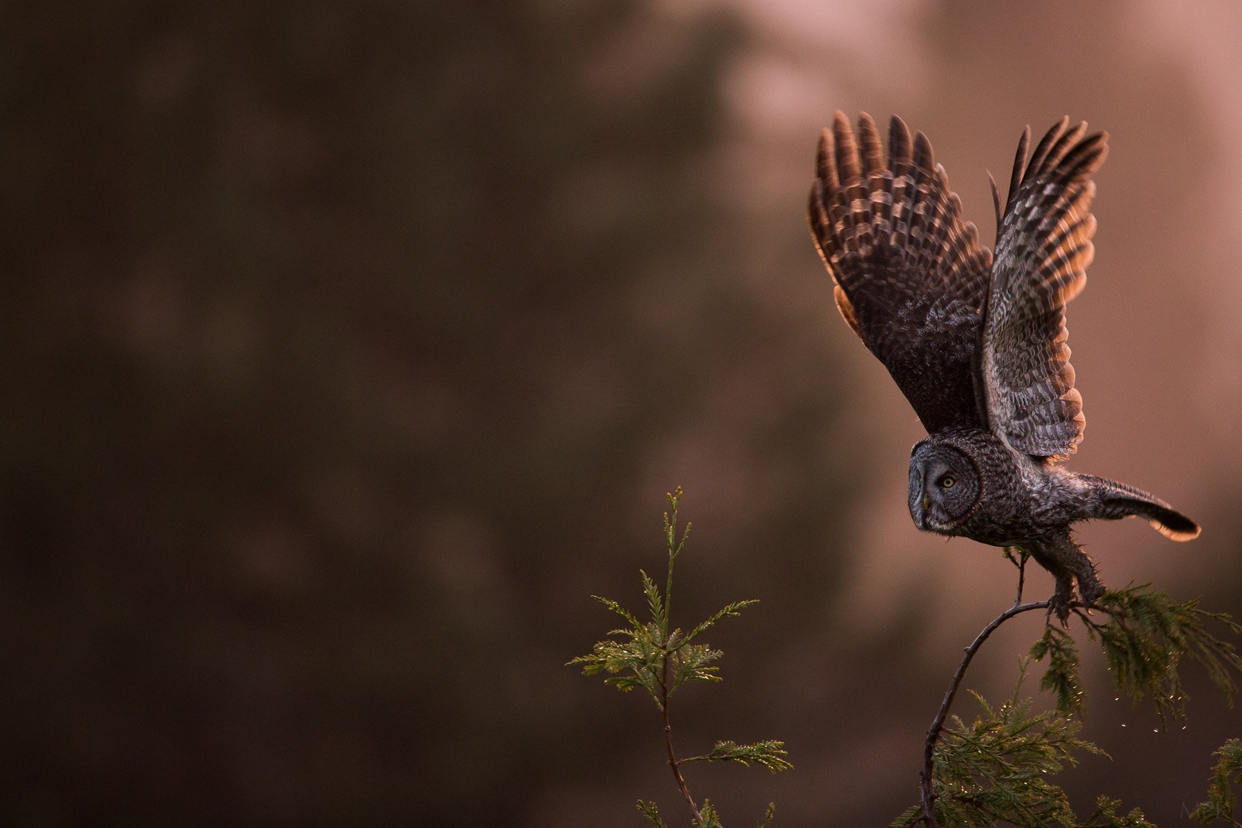 Great-Gray-Owl-Majestic-Bird-Flight-Matthew-Polvorosa-Kline.jpg