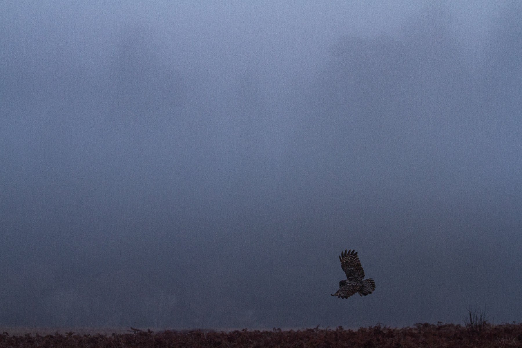 Great-Gray-Owl-Meadow-Hunting-Matthew-Polvorosa-Kline.jpg