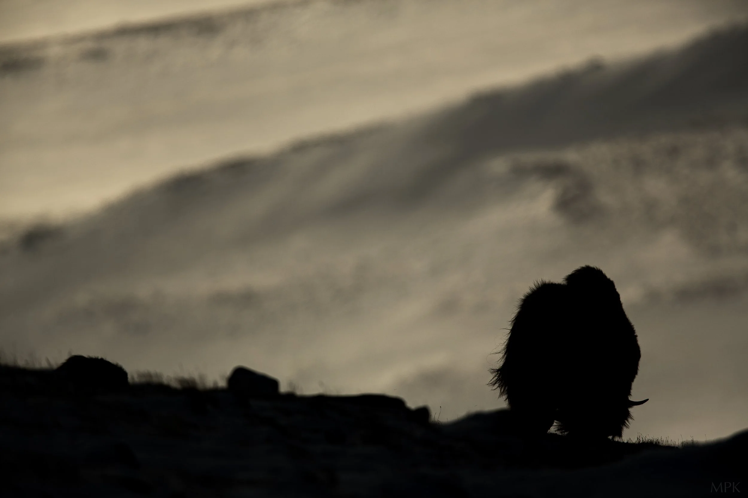 Matthew-Polvorosa-Kline-Website-Welcome-Musk-Ox.jpg