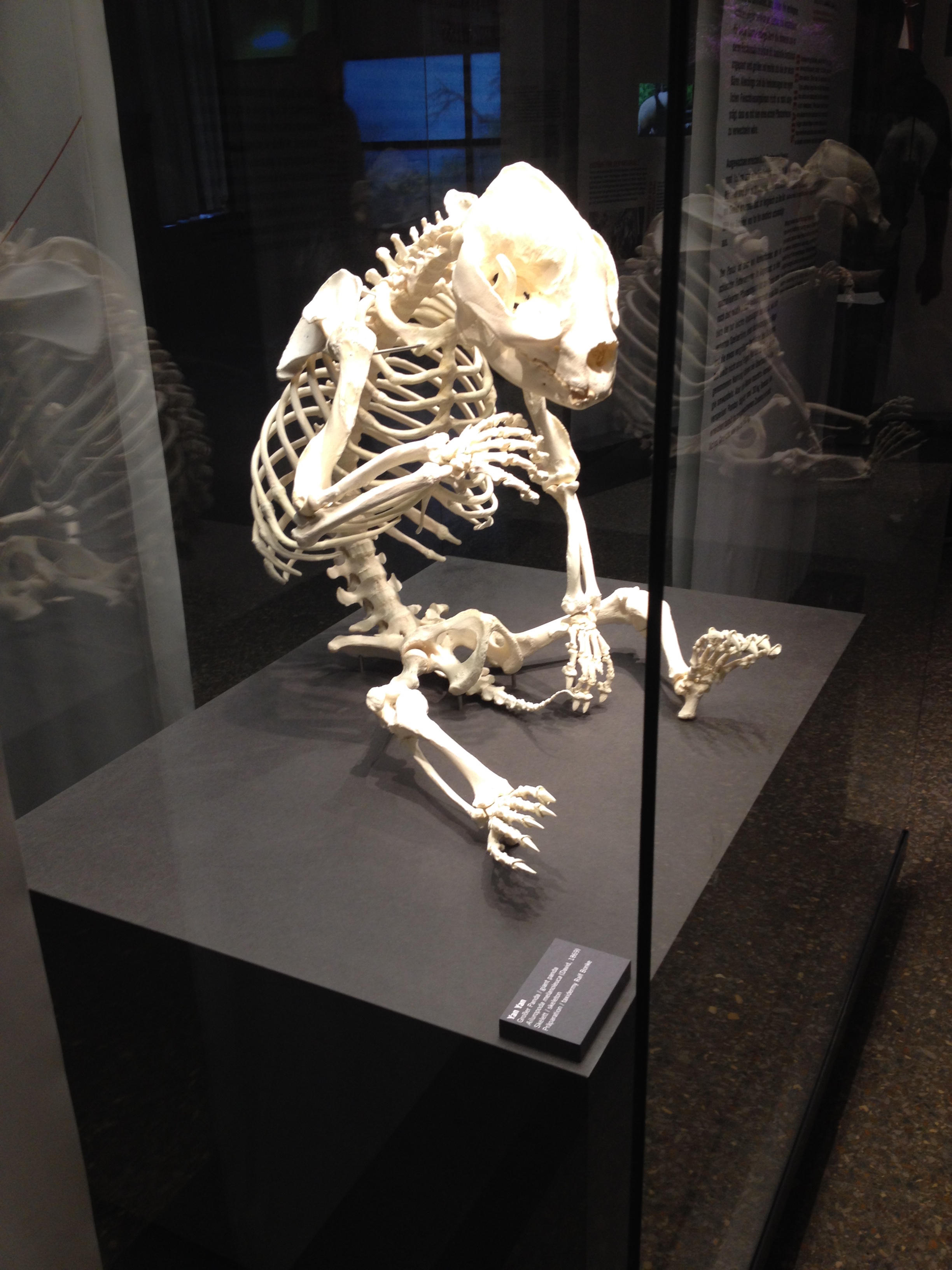 Panda Skeleton 2.jpg