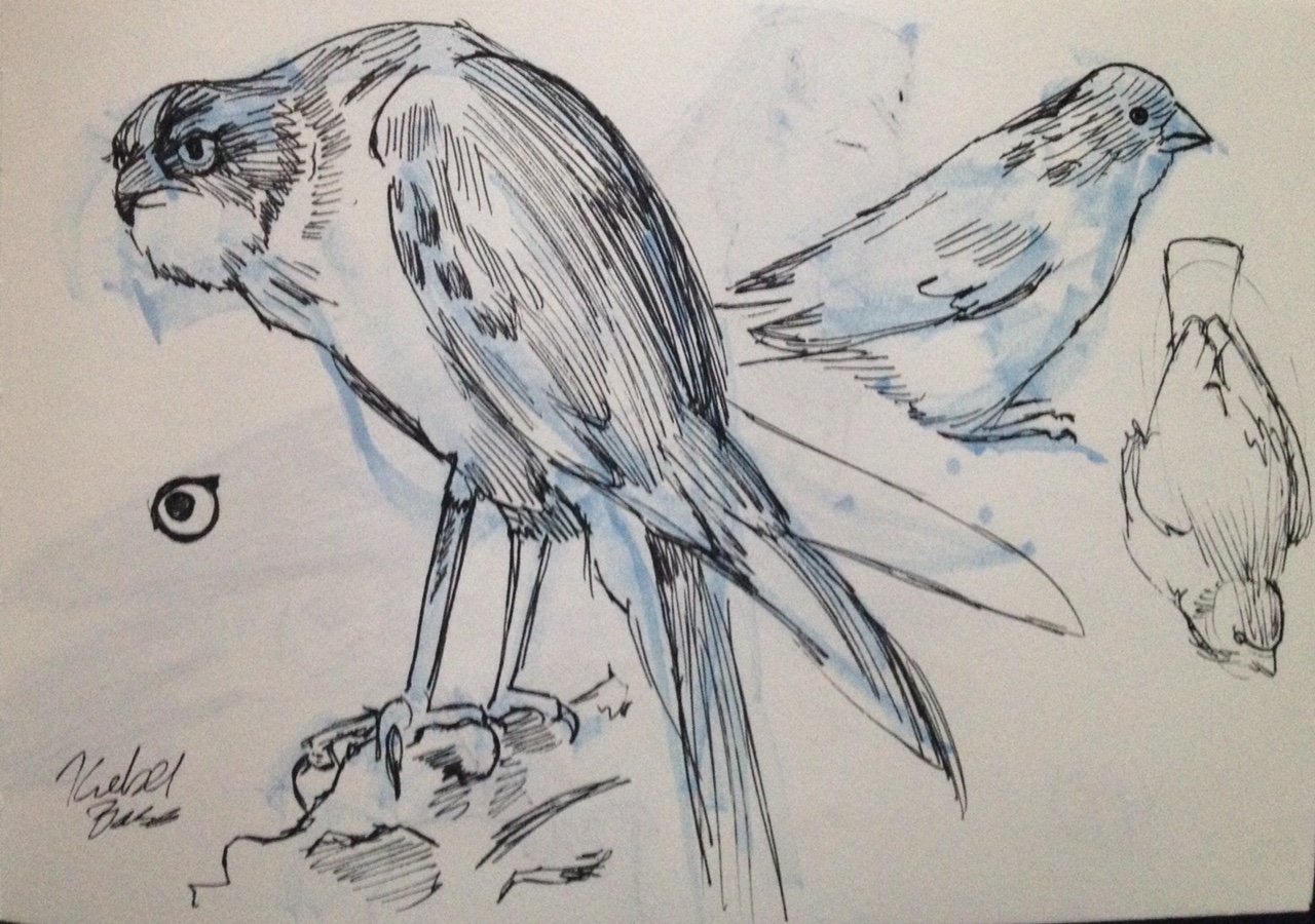 birds.jpg