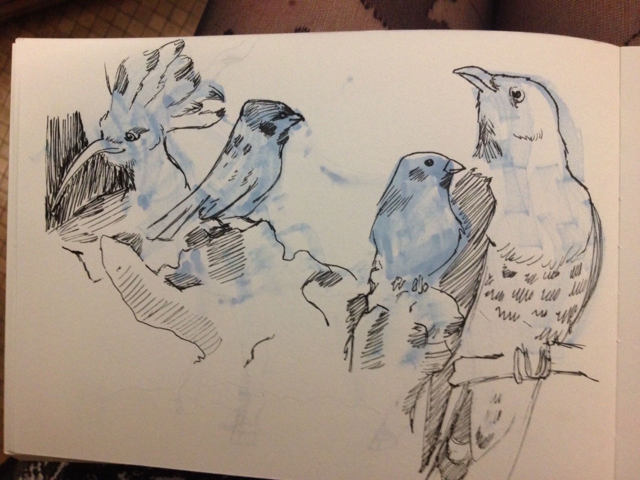 sparrows and birs.jpg