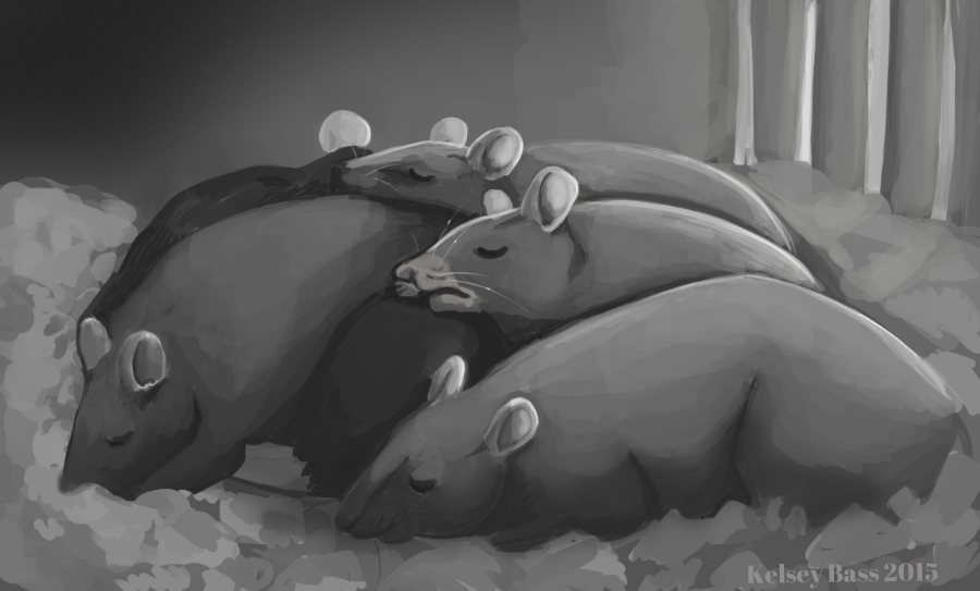 Rat-nap.png